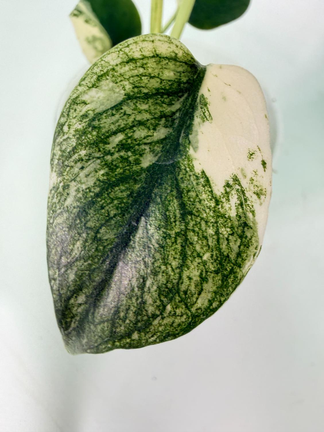 Monstera White Monster 05