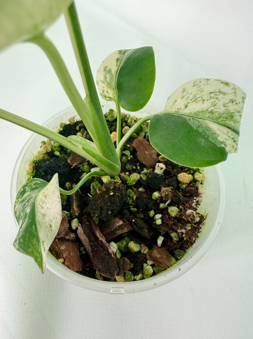 Monstera White Monster 06