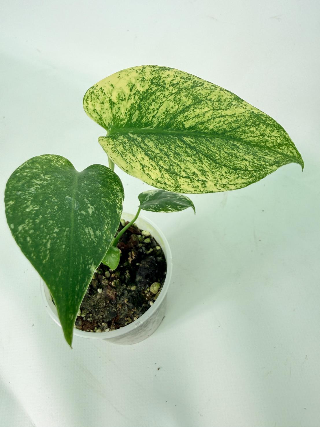 Monstera White Monster 08