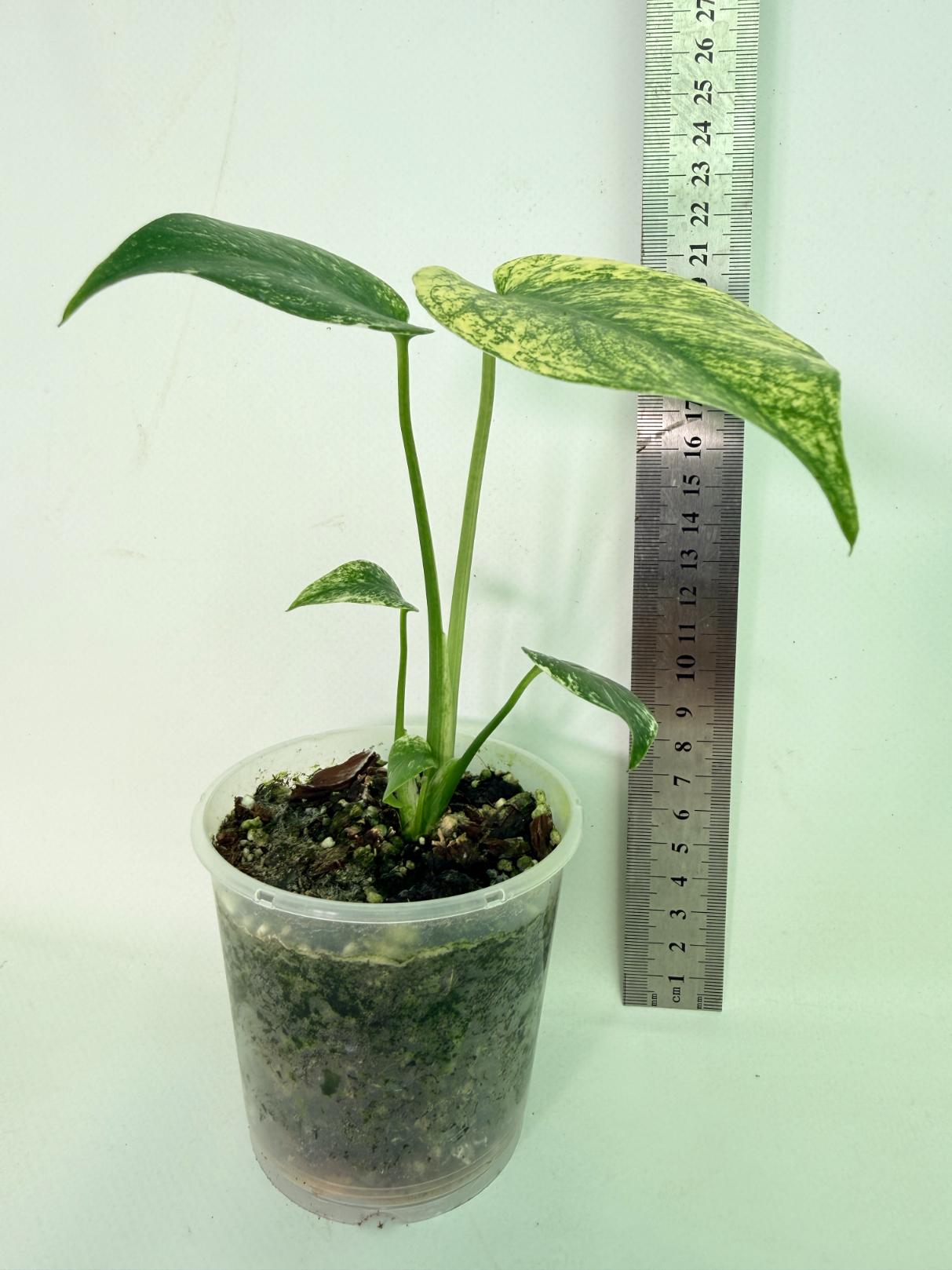 Monstera White Monster 09