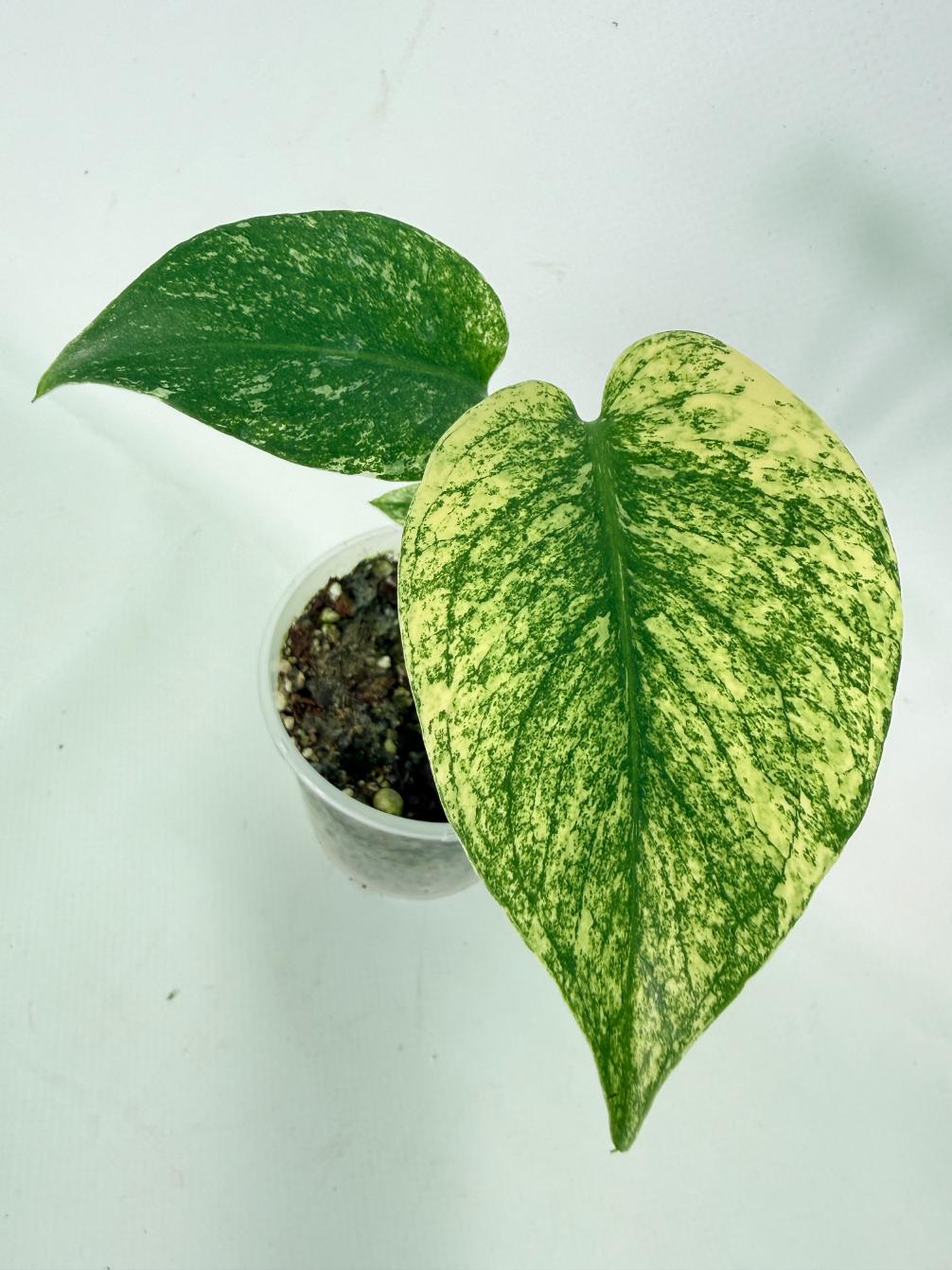 Monstera White Monster 01