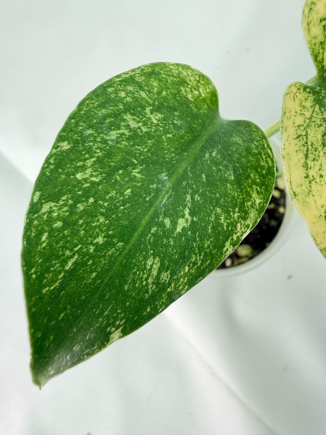 Monstera White Monster 03