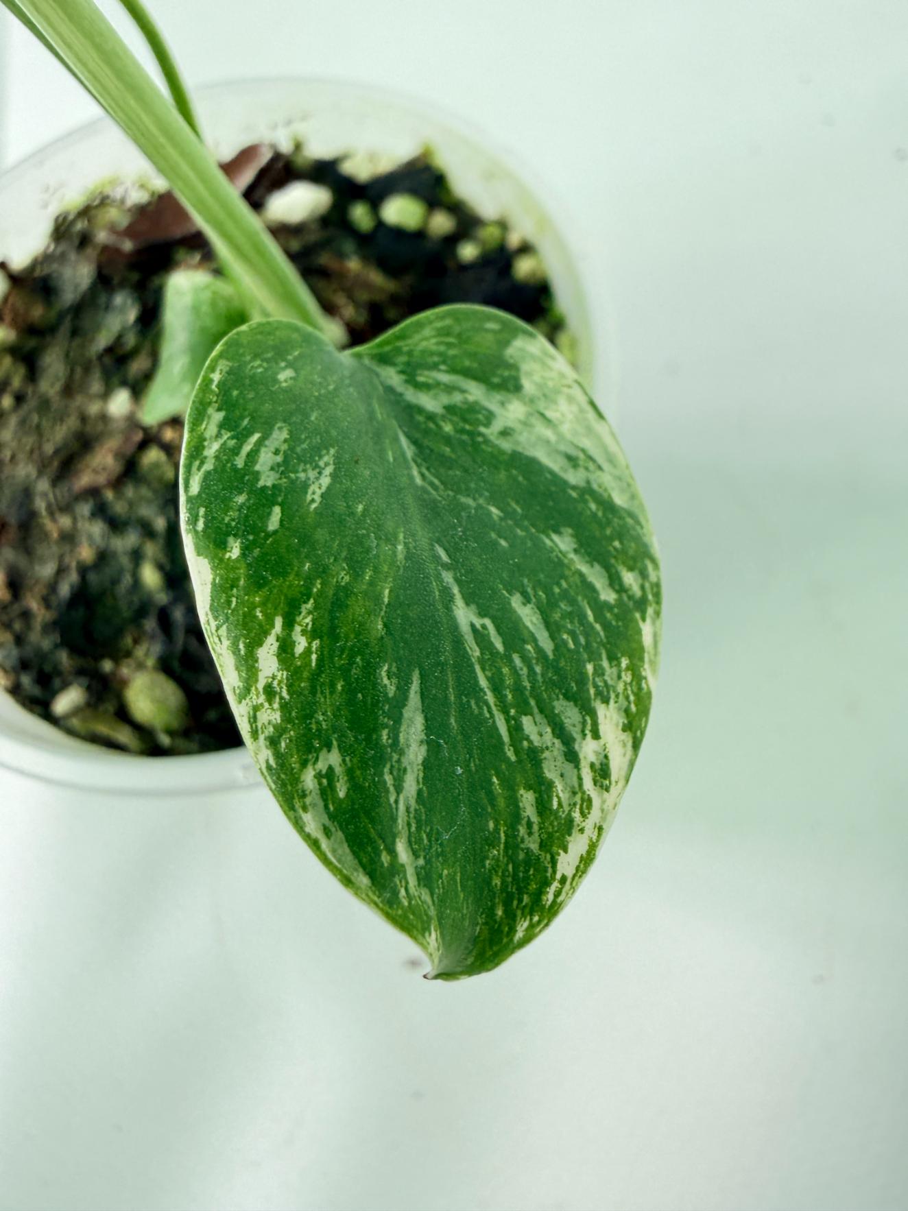 Monstera White Monster 04