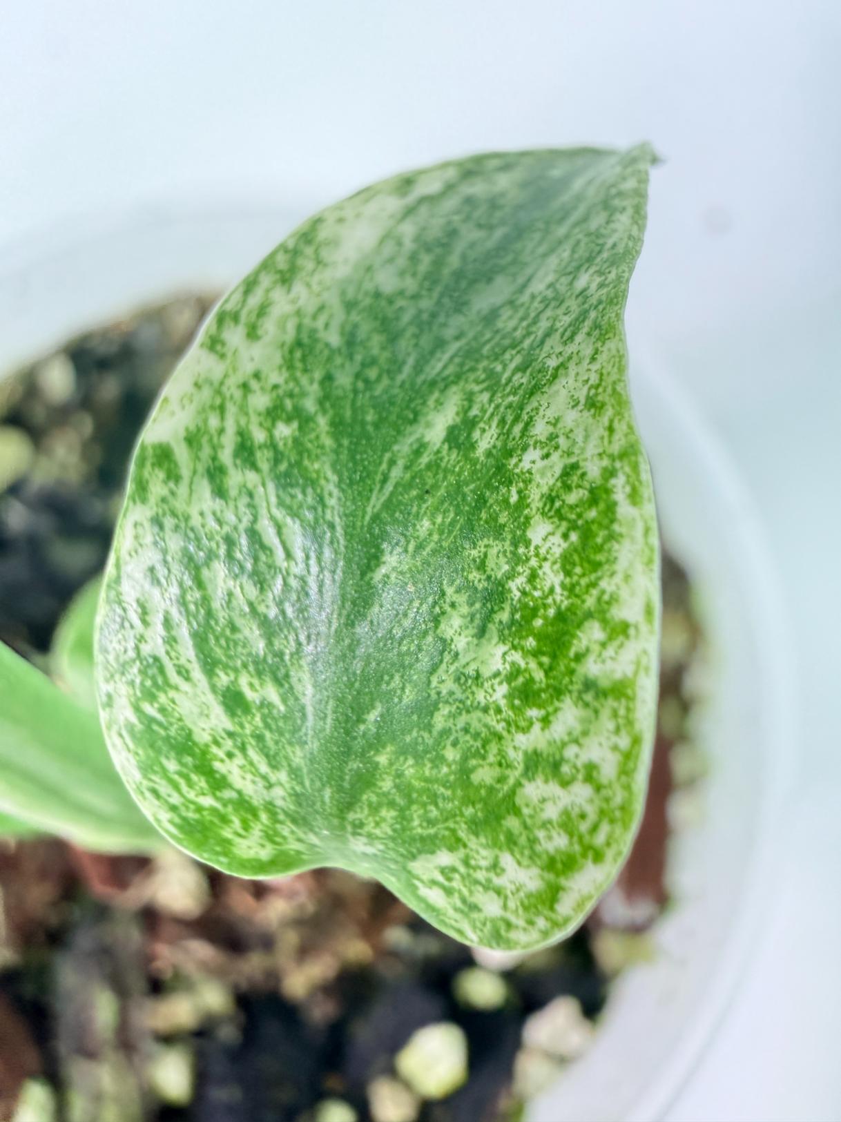 Monstera White Monster 05