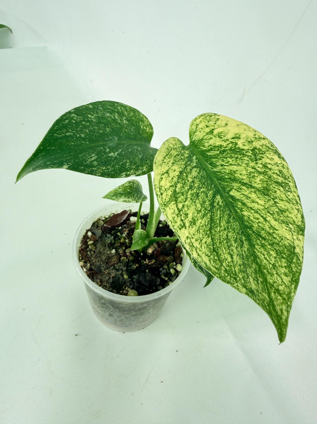 Monstera White Monster 07