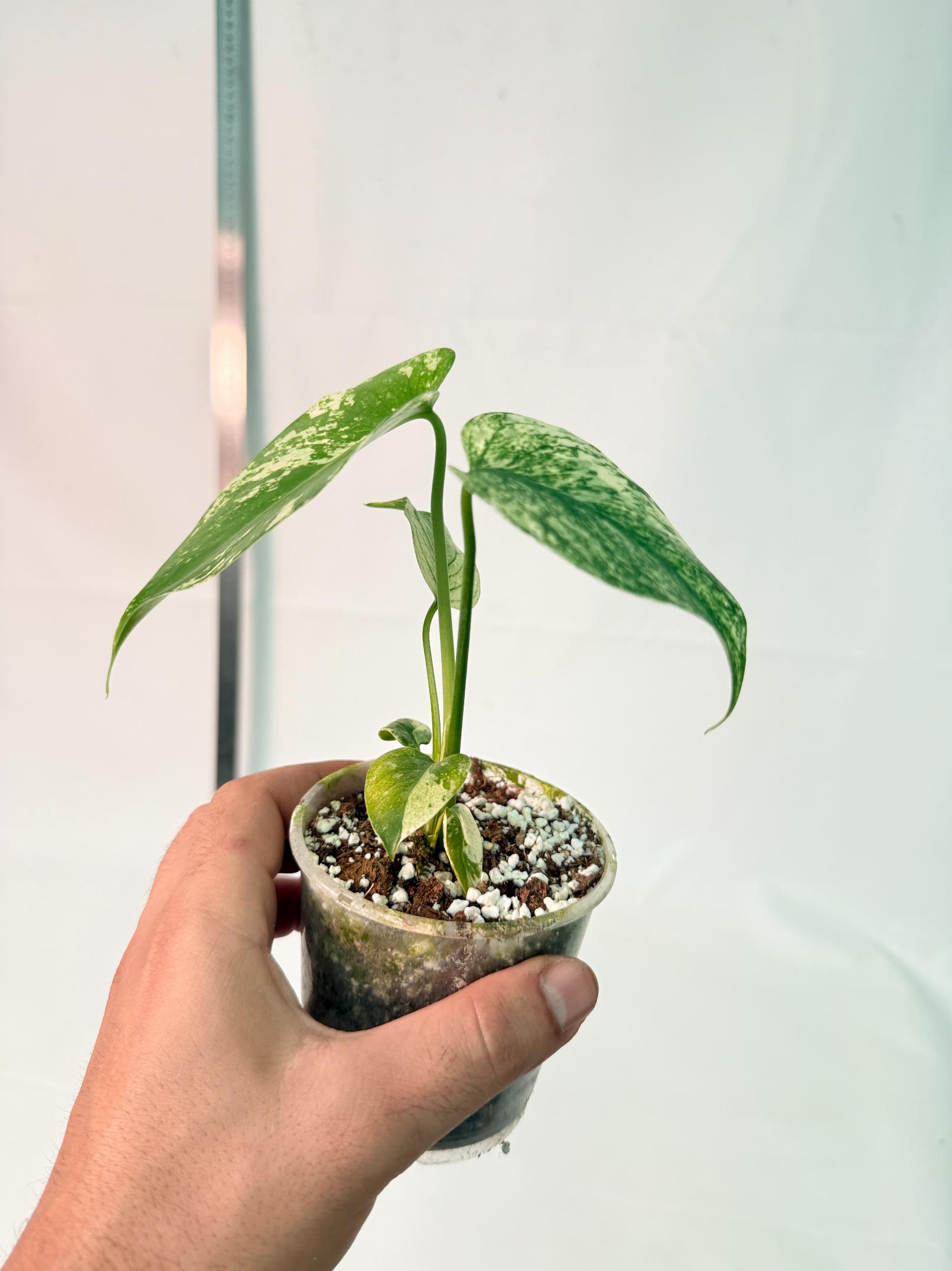 Monstera White Monster 10