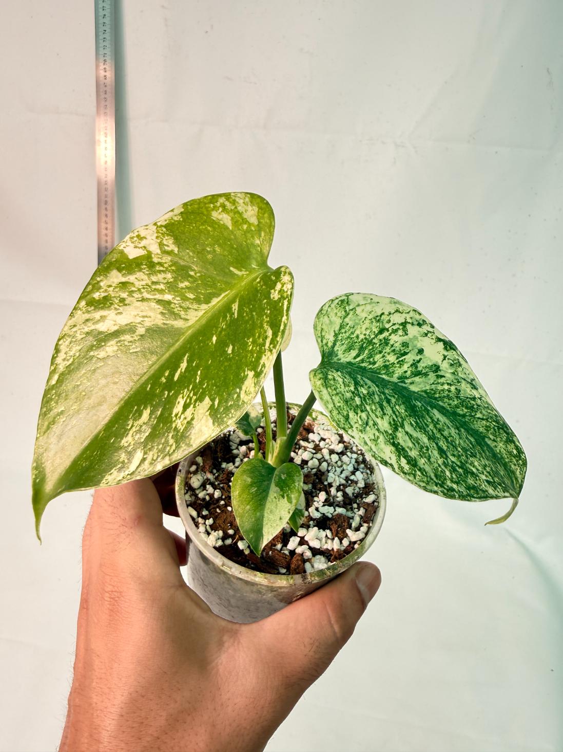 Monstera White Monster 4