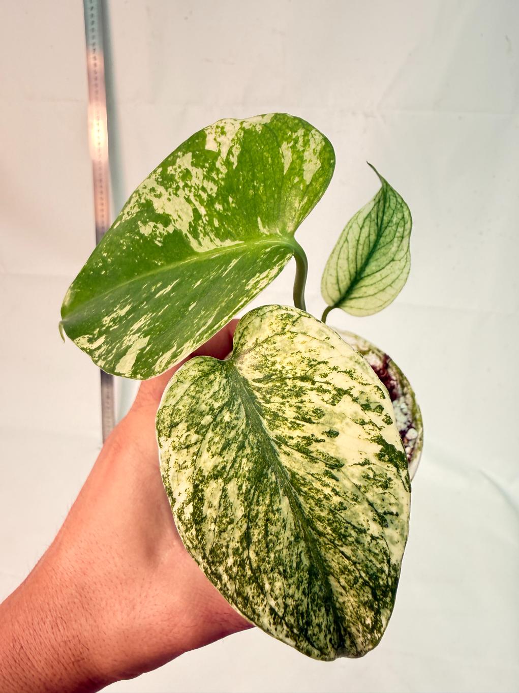 Monstera White Monster 3