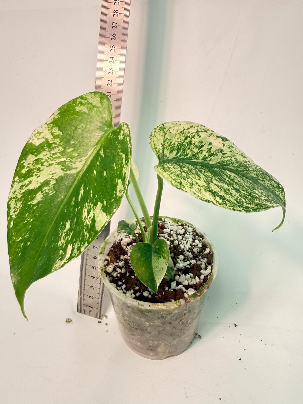 Monstera White Monster 1
