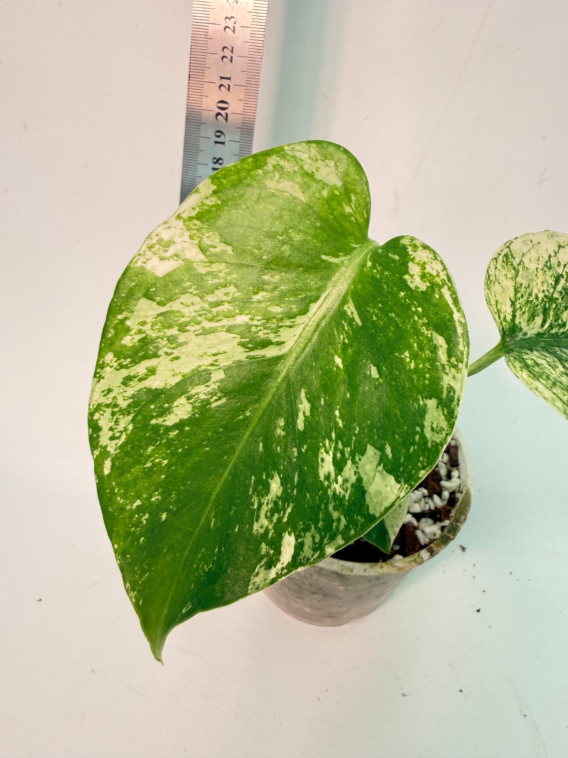 Monstera White Monster 6