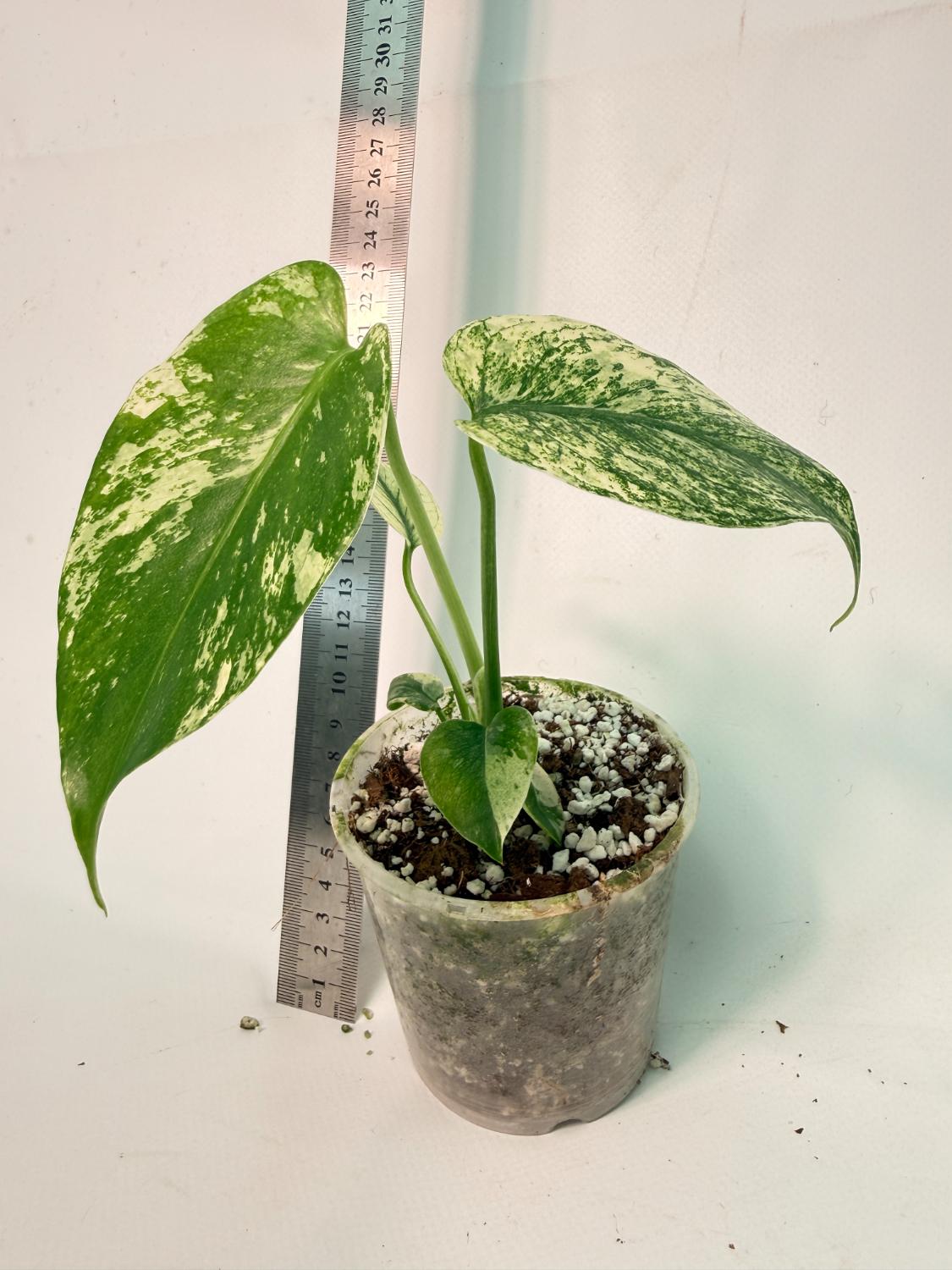 Monstera White Monster 7