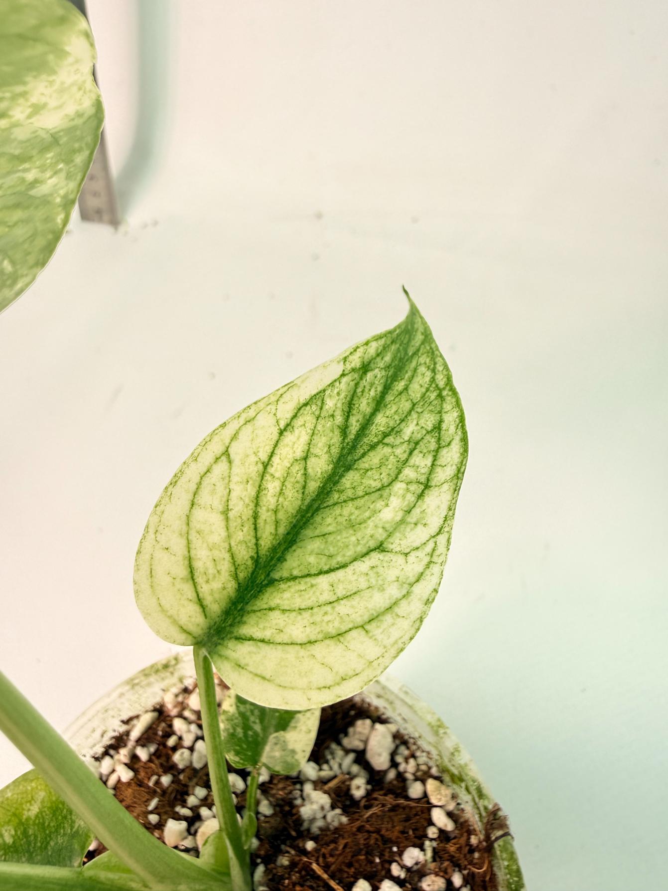 Monstera White Monster 5