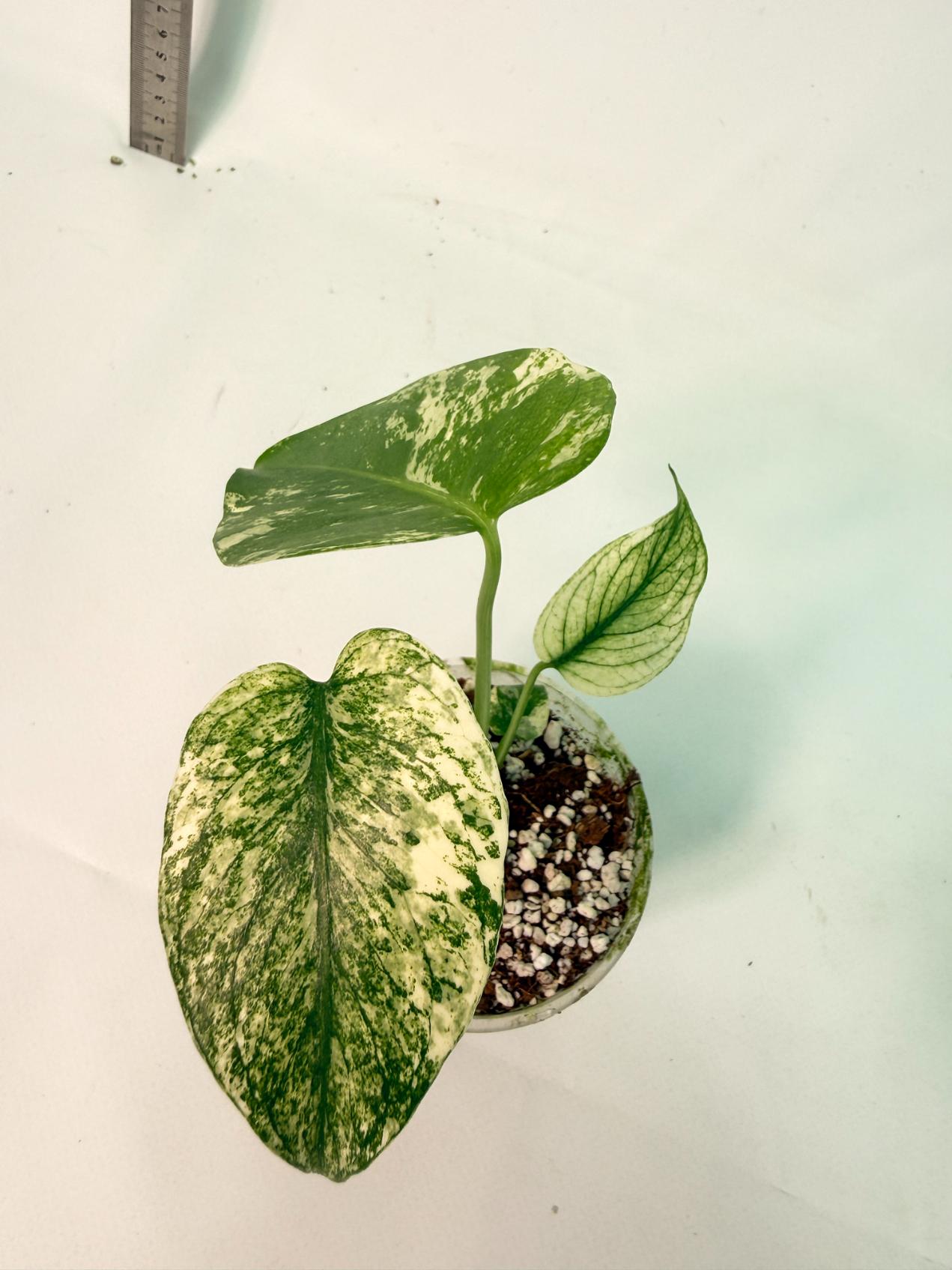 Monstera White Monster 8