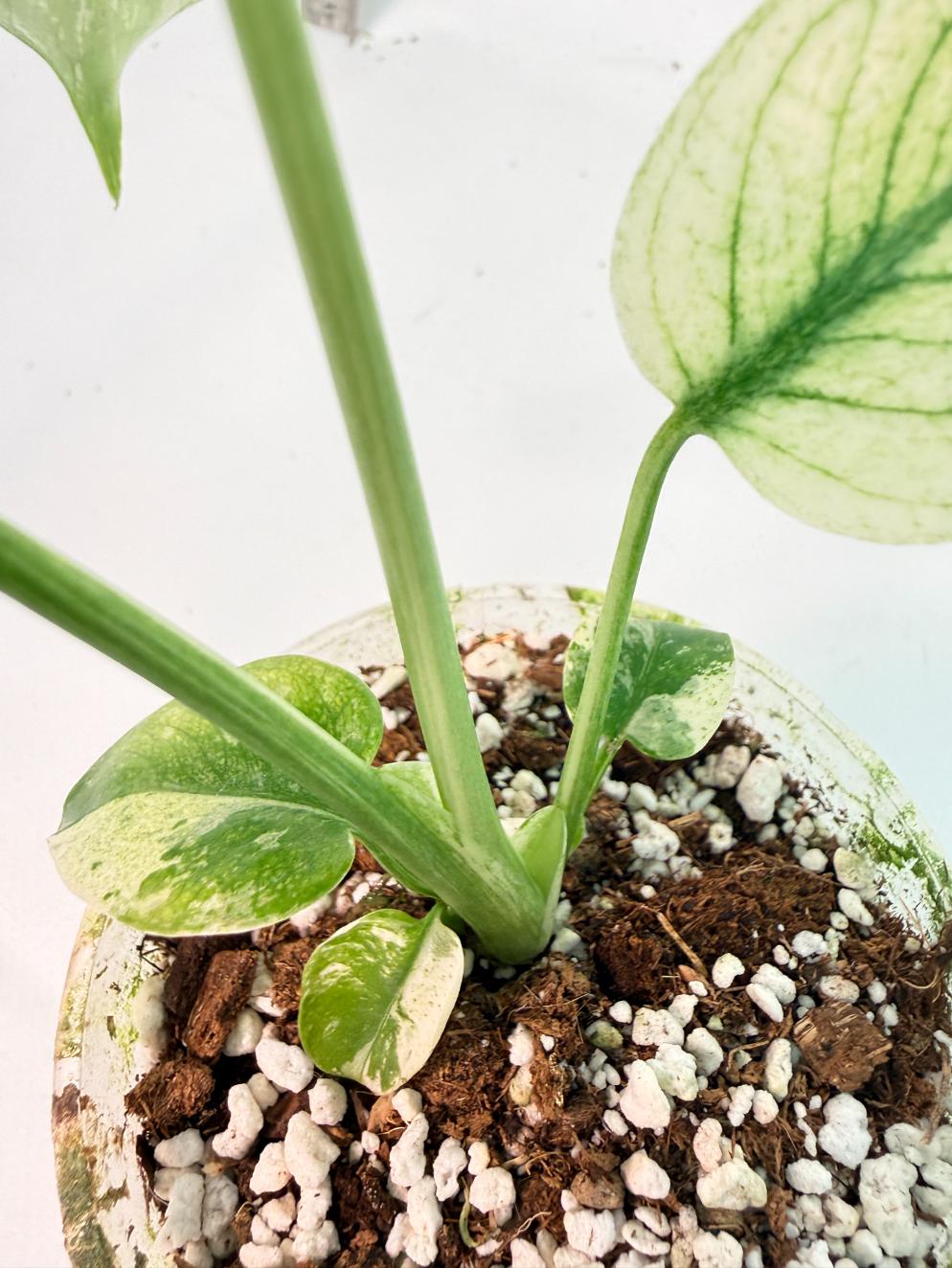 Monstera White Monster 9