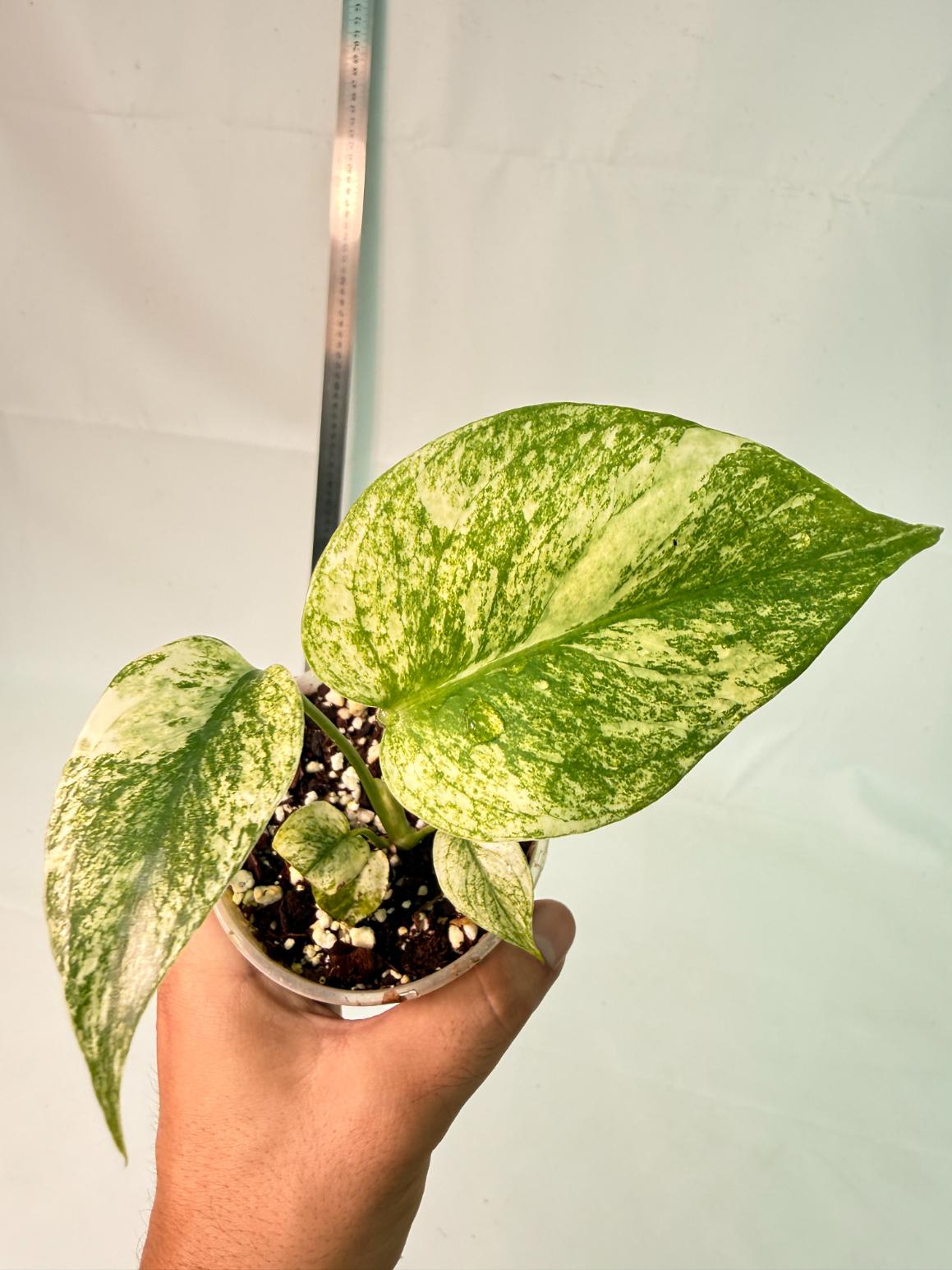 Monstera White Monster 6