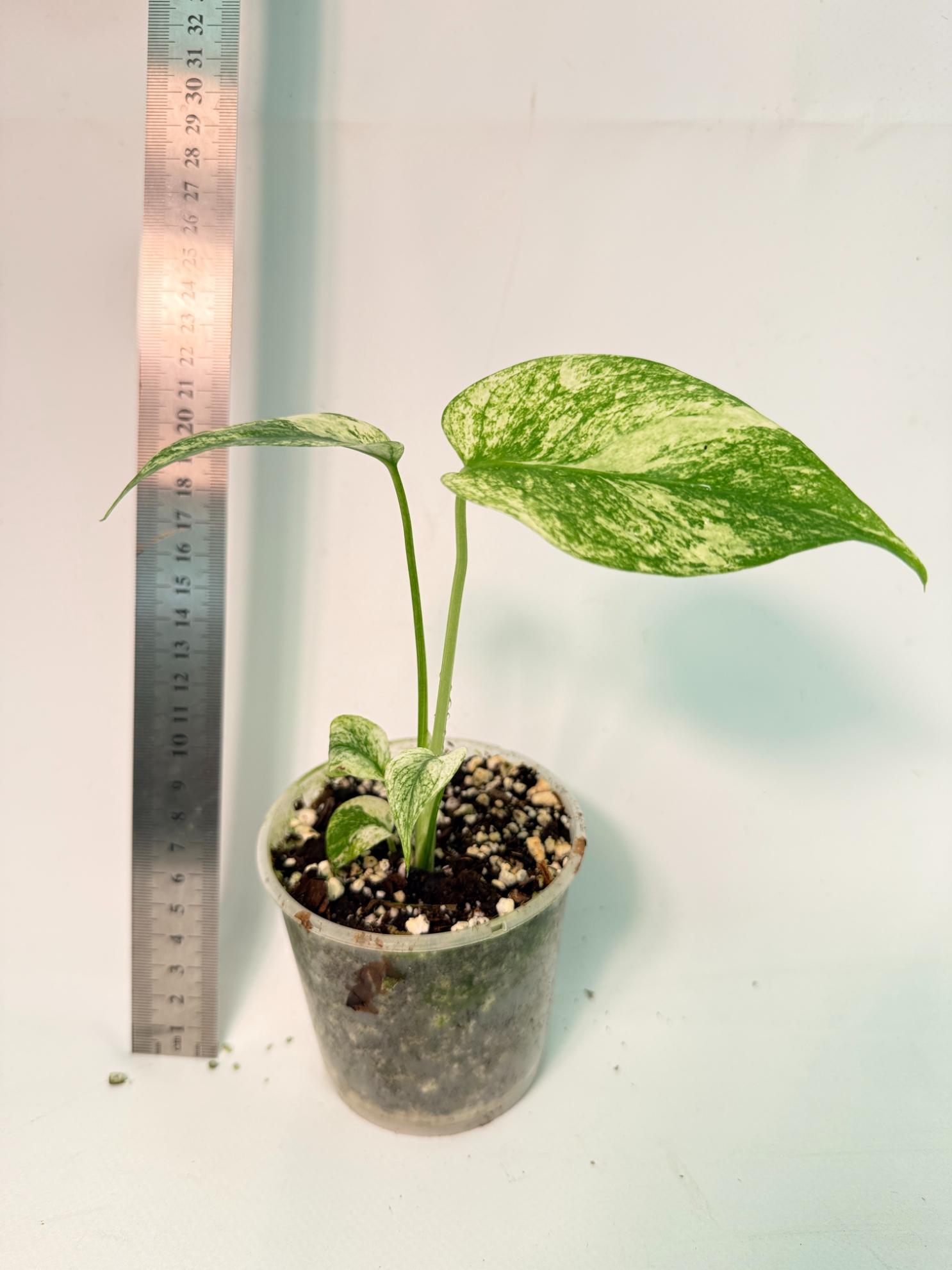 Monstera White Monster 8