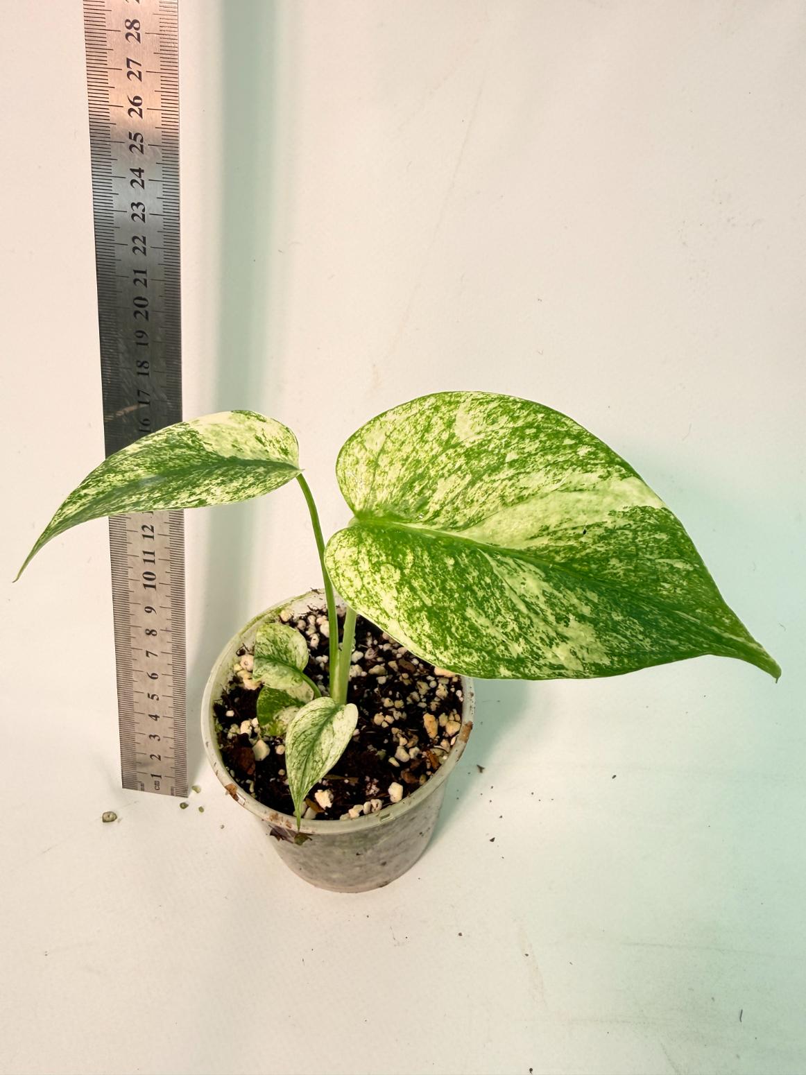 Monstera White Monster 1