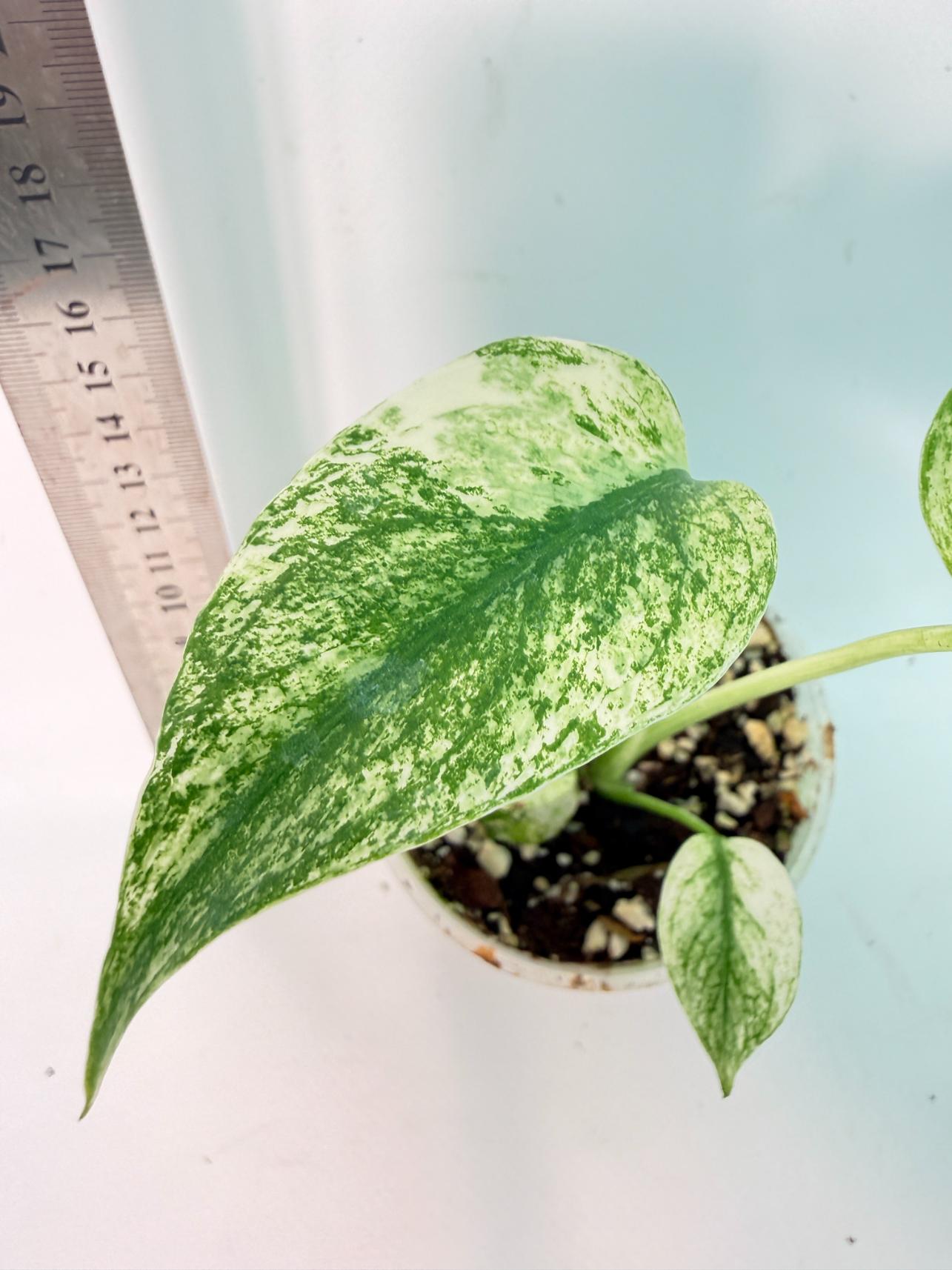 Monstera White Monster 5