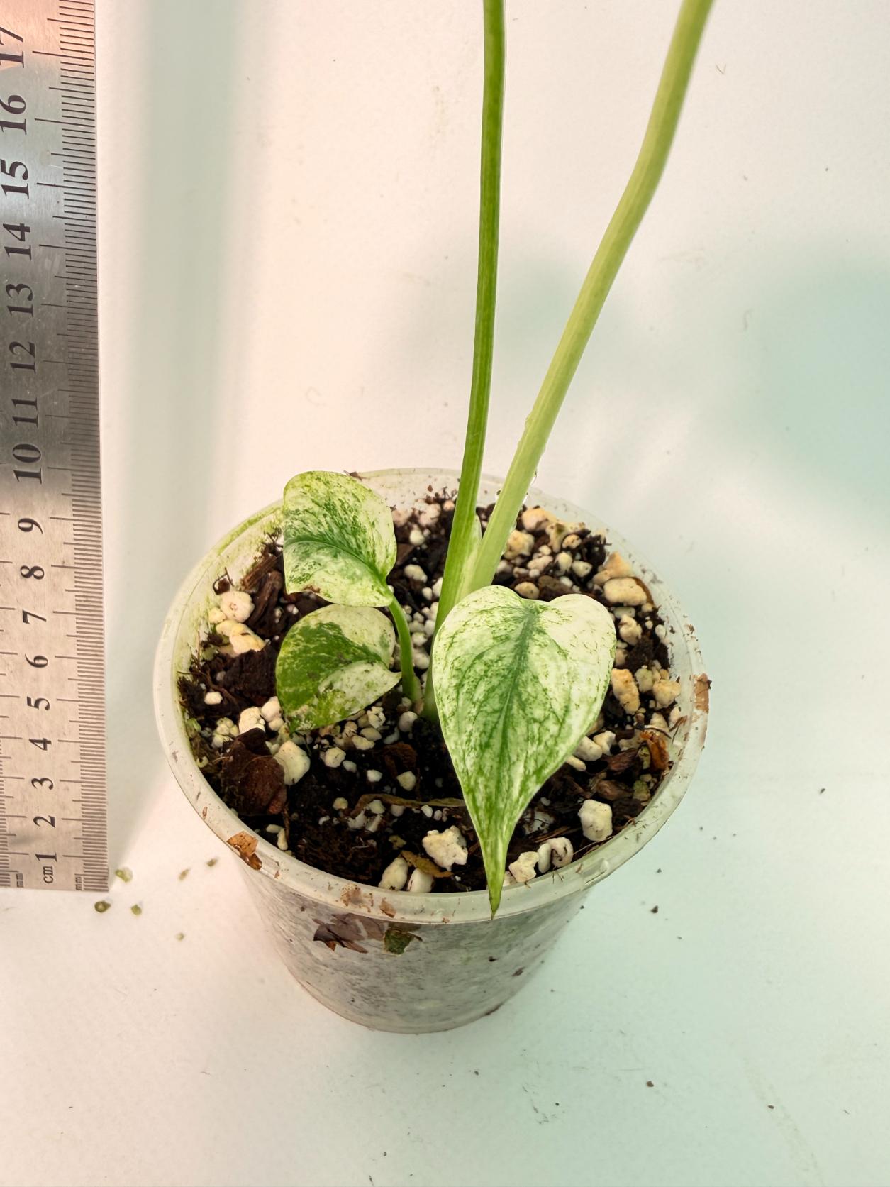 Monstera White Monster 7