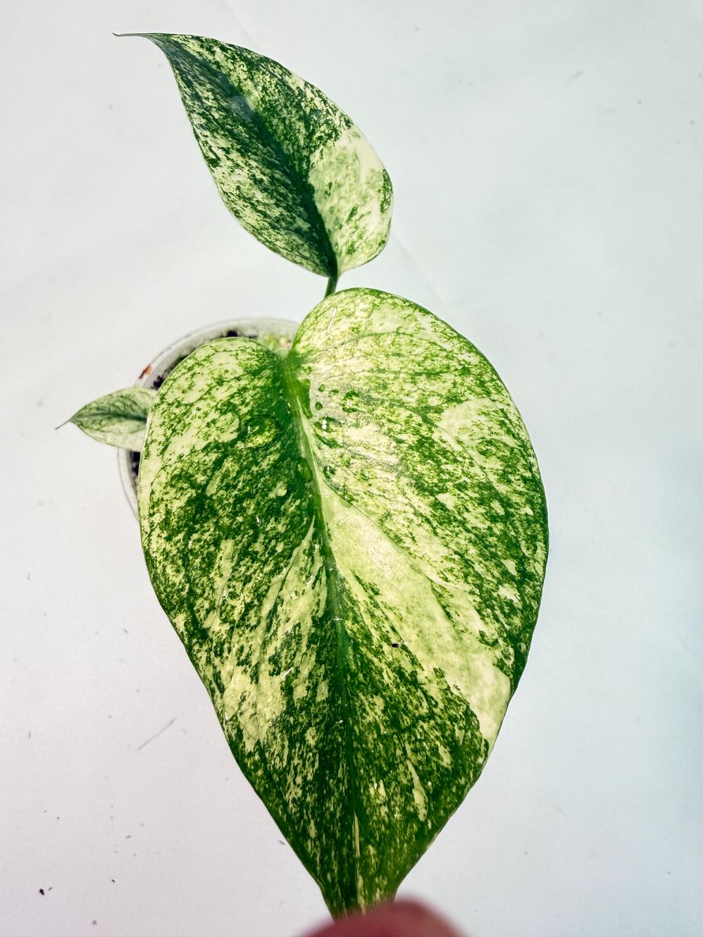 Monstera White Monster 3