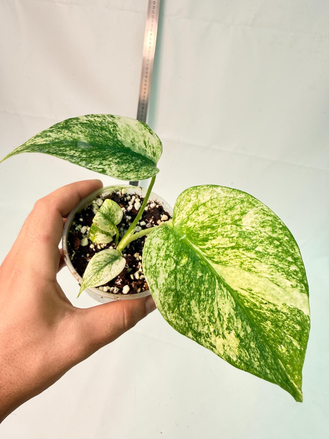Monstera White Monster 4