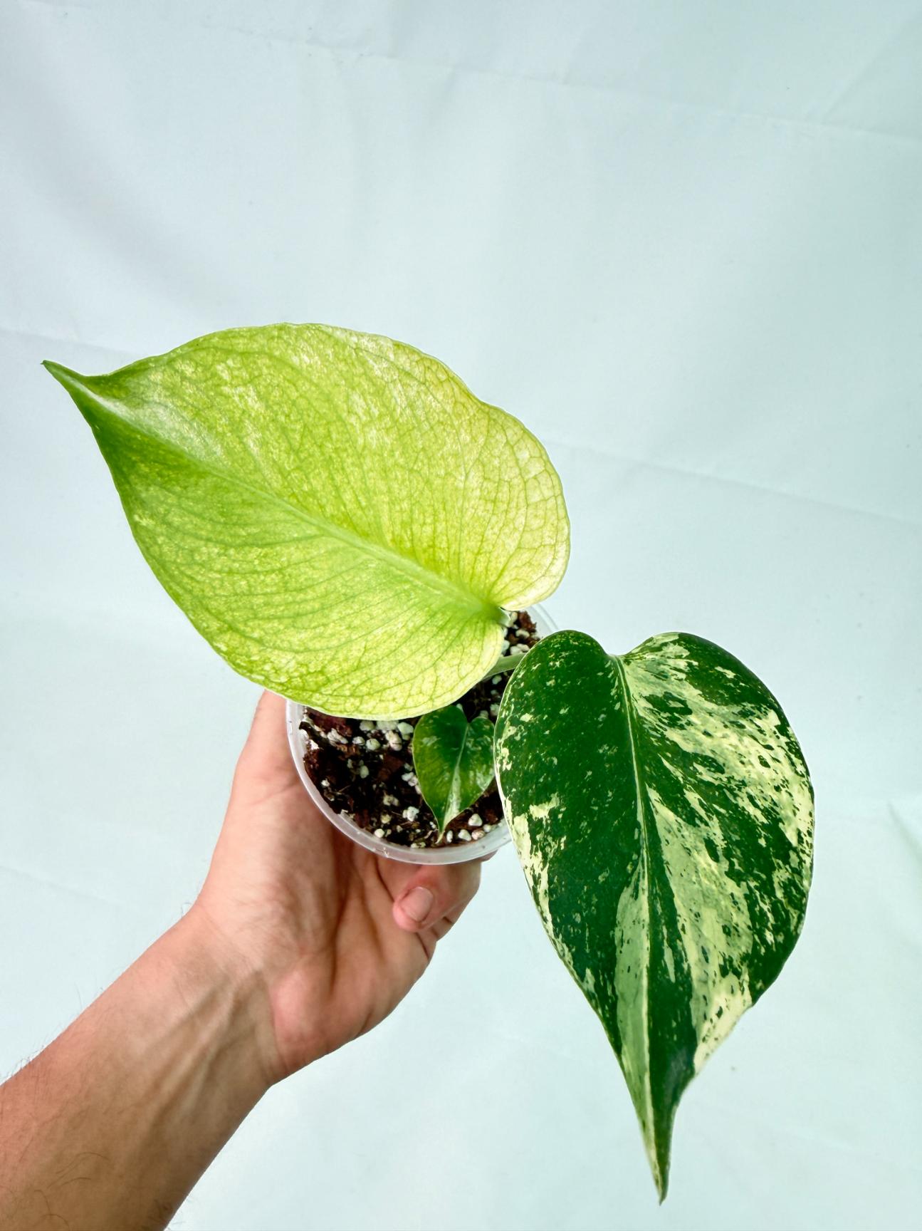 Monstera White Monster 3