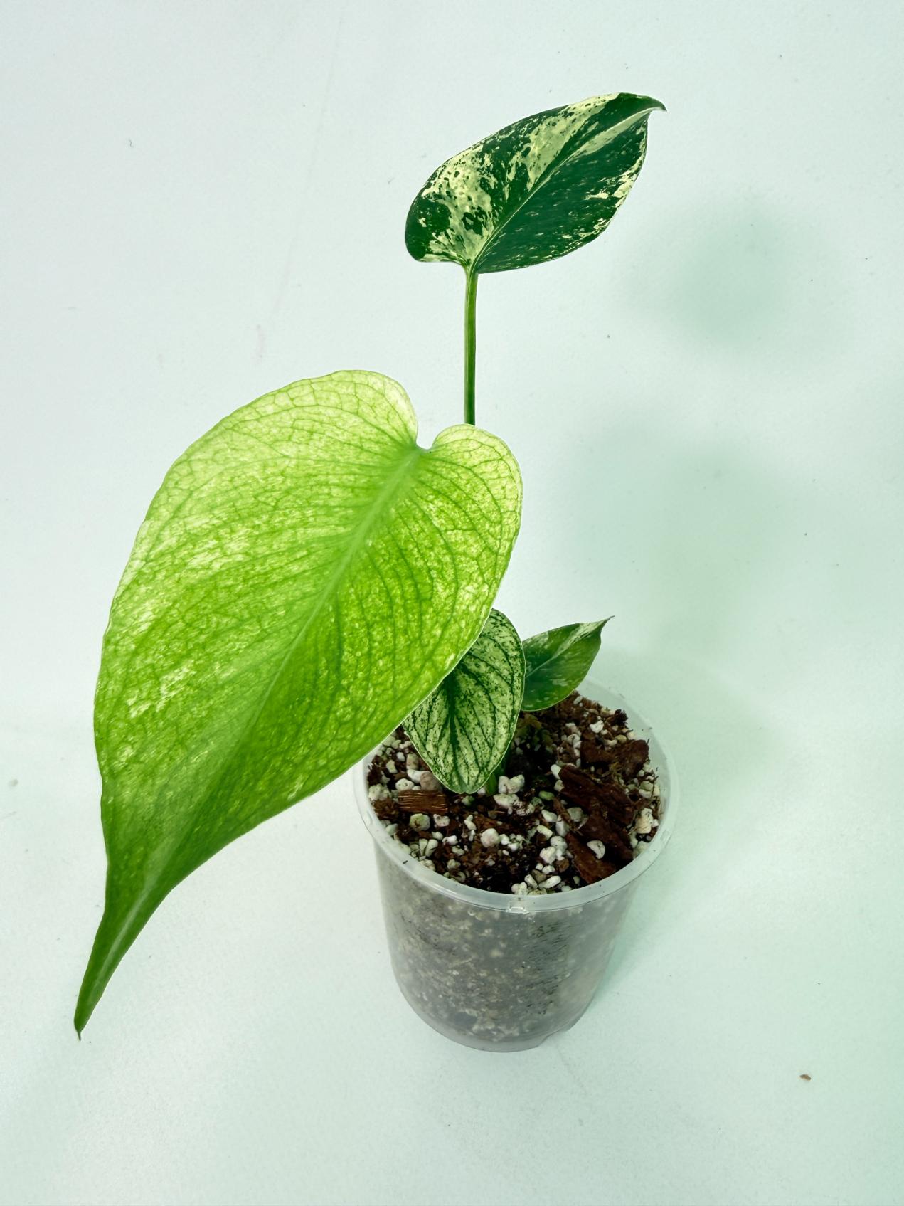 Monstera White Monster 1