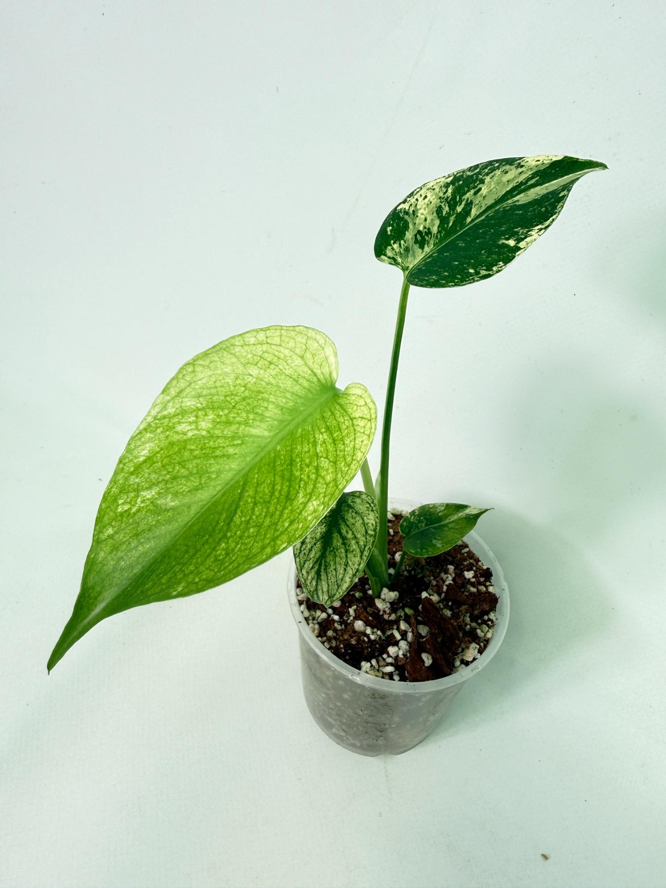 Monstera White Monster 8