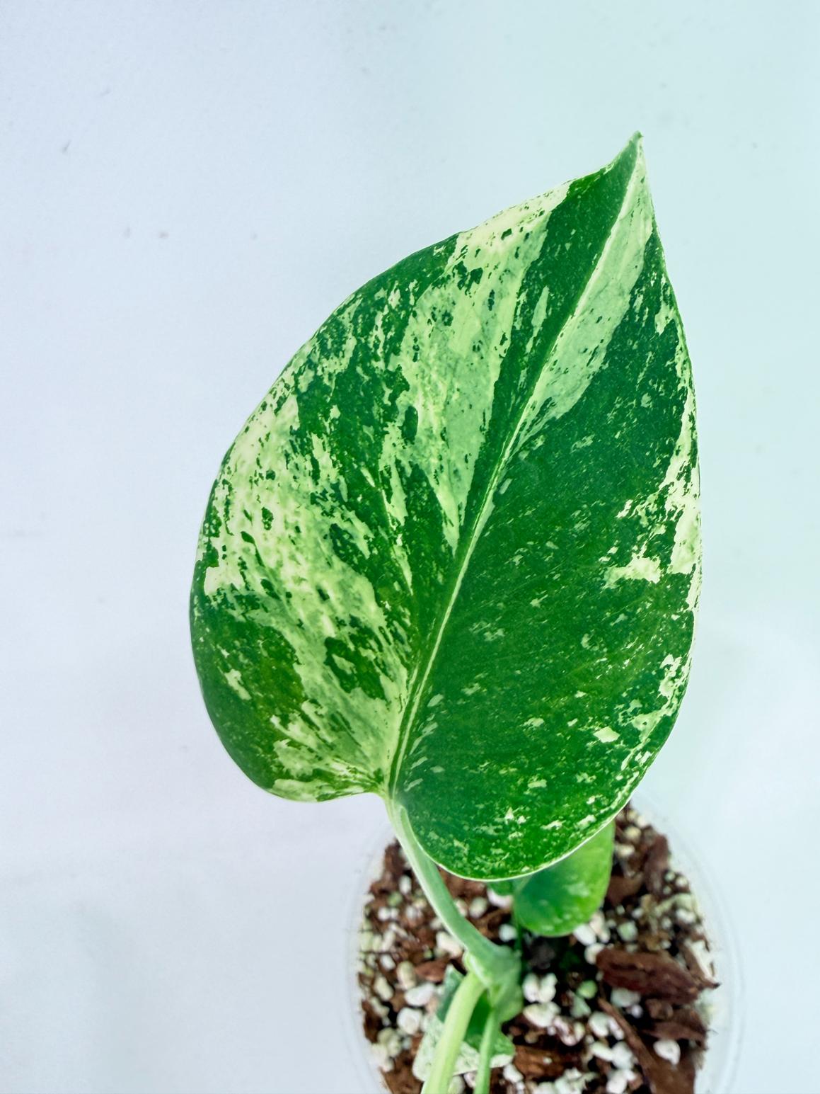 Monstera White Monster 2