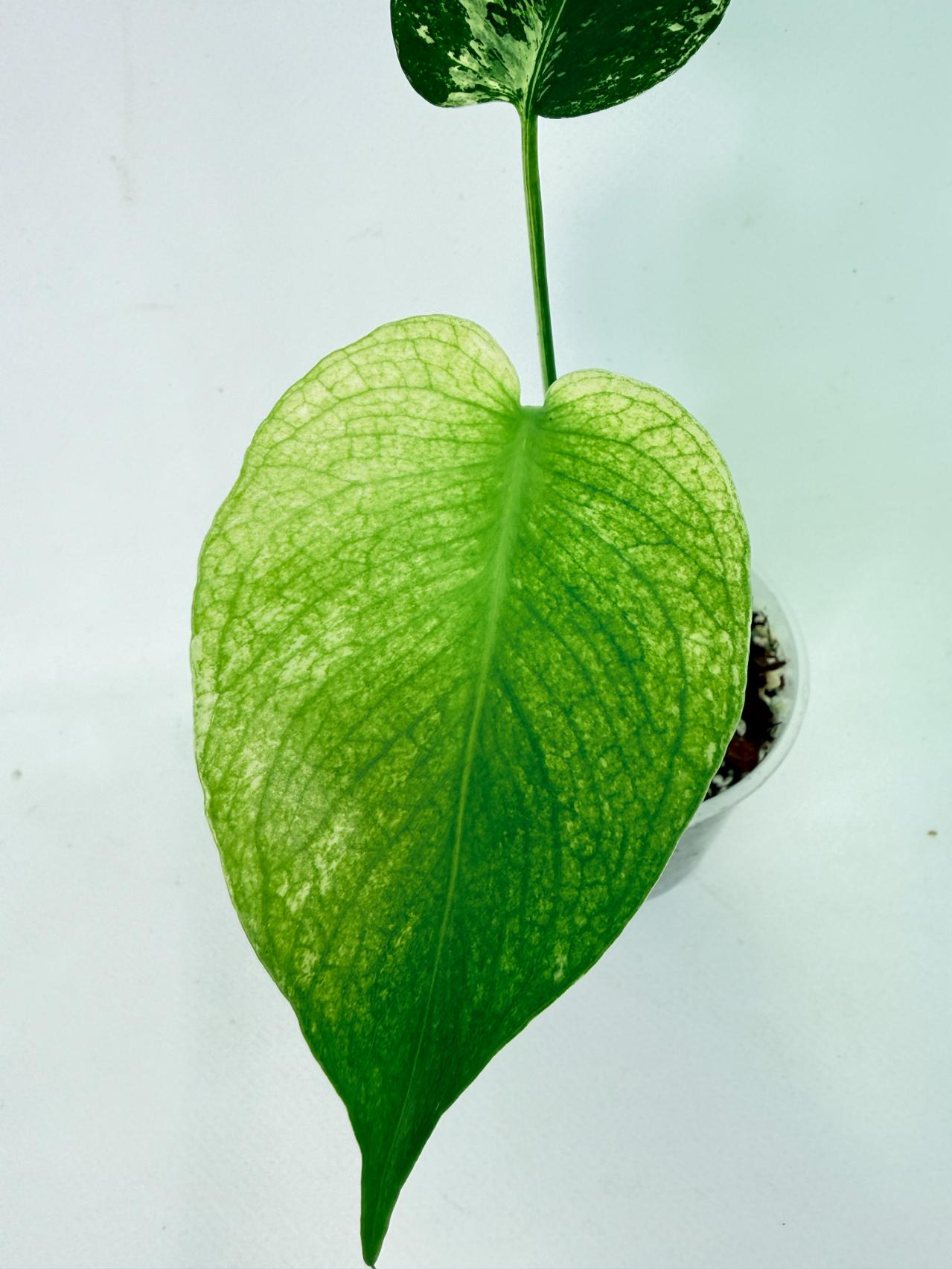 Monstera White Monster 4