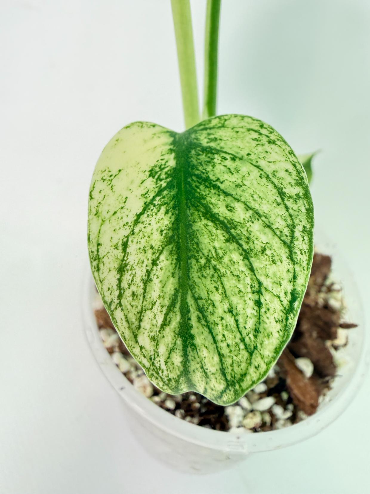 Monstera White Monster 5