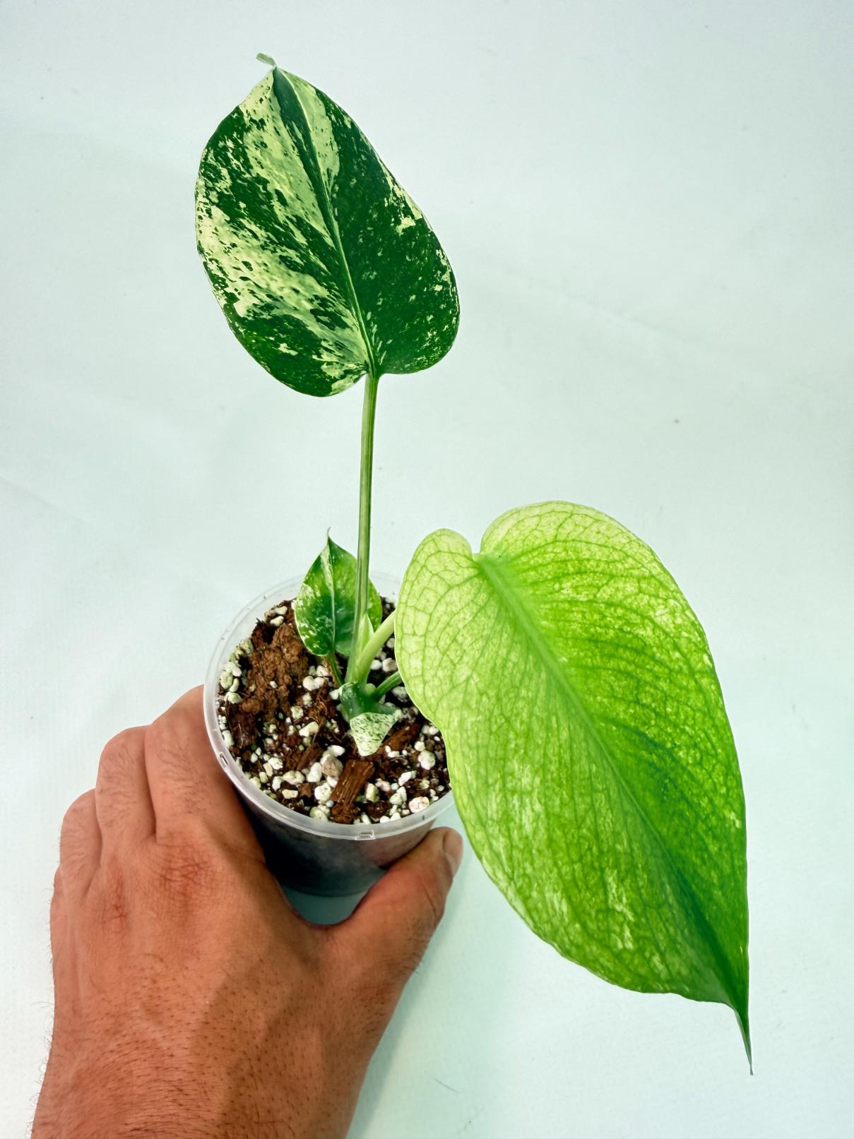 Monstera White Monster 6