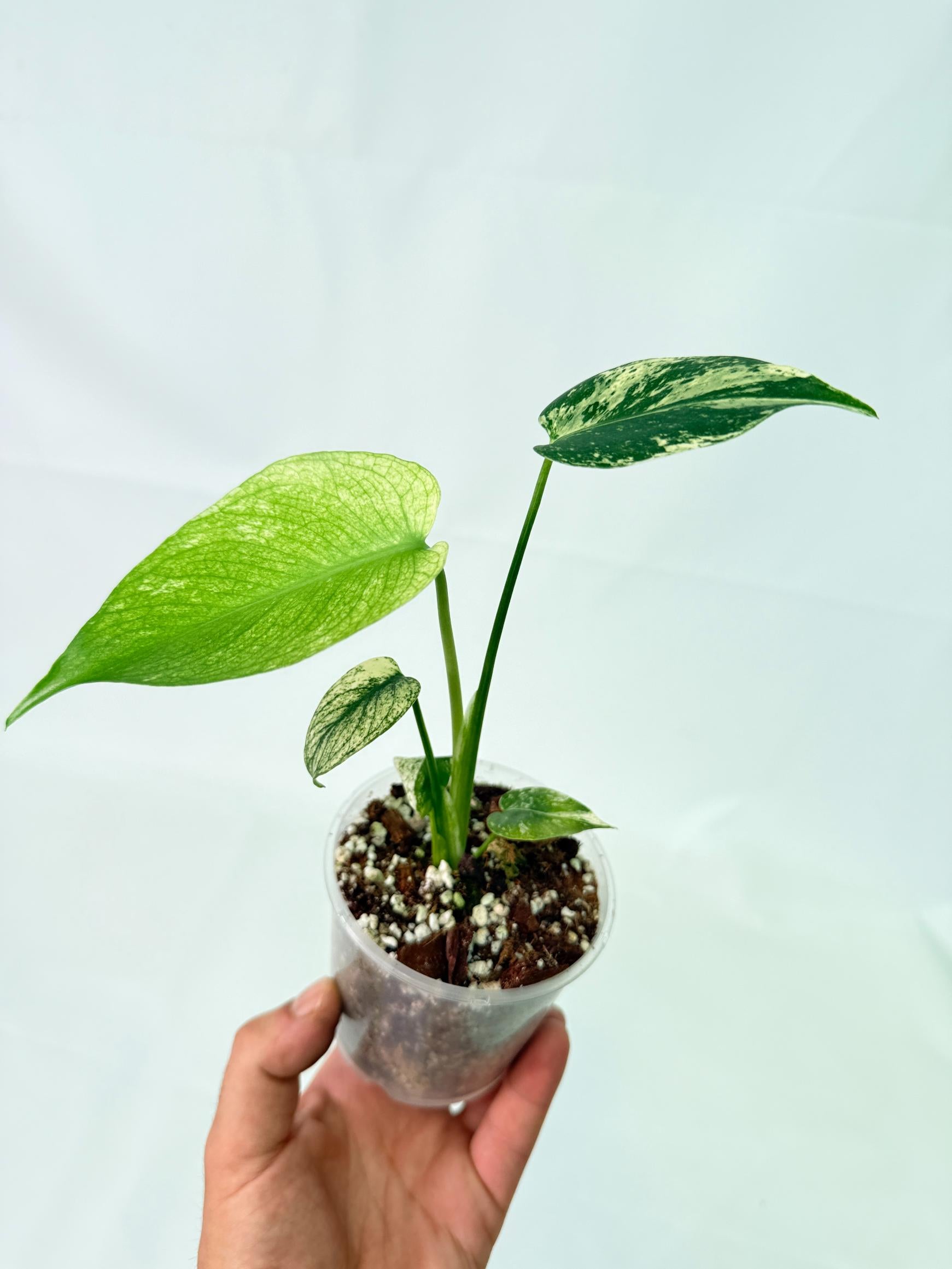 Monstera White Monster 7