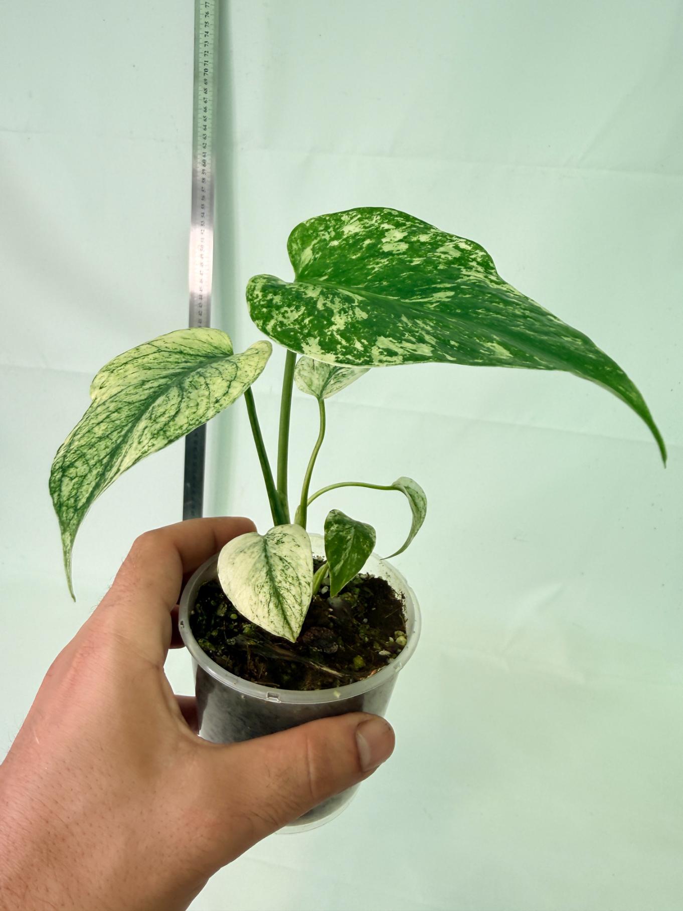Monstera White Monster 4