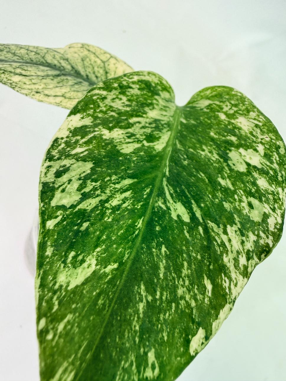 Monstera White Monster 11