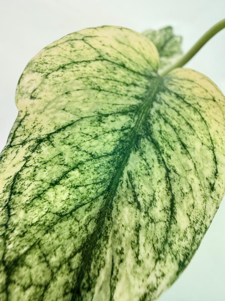 Monstera White Monster 2