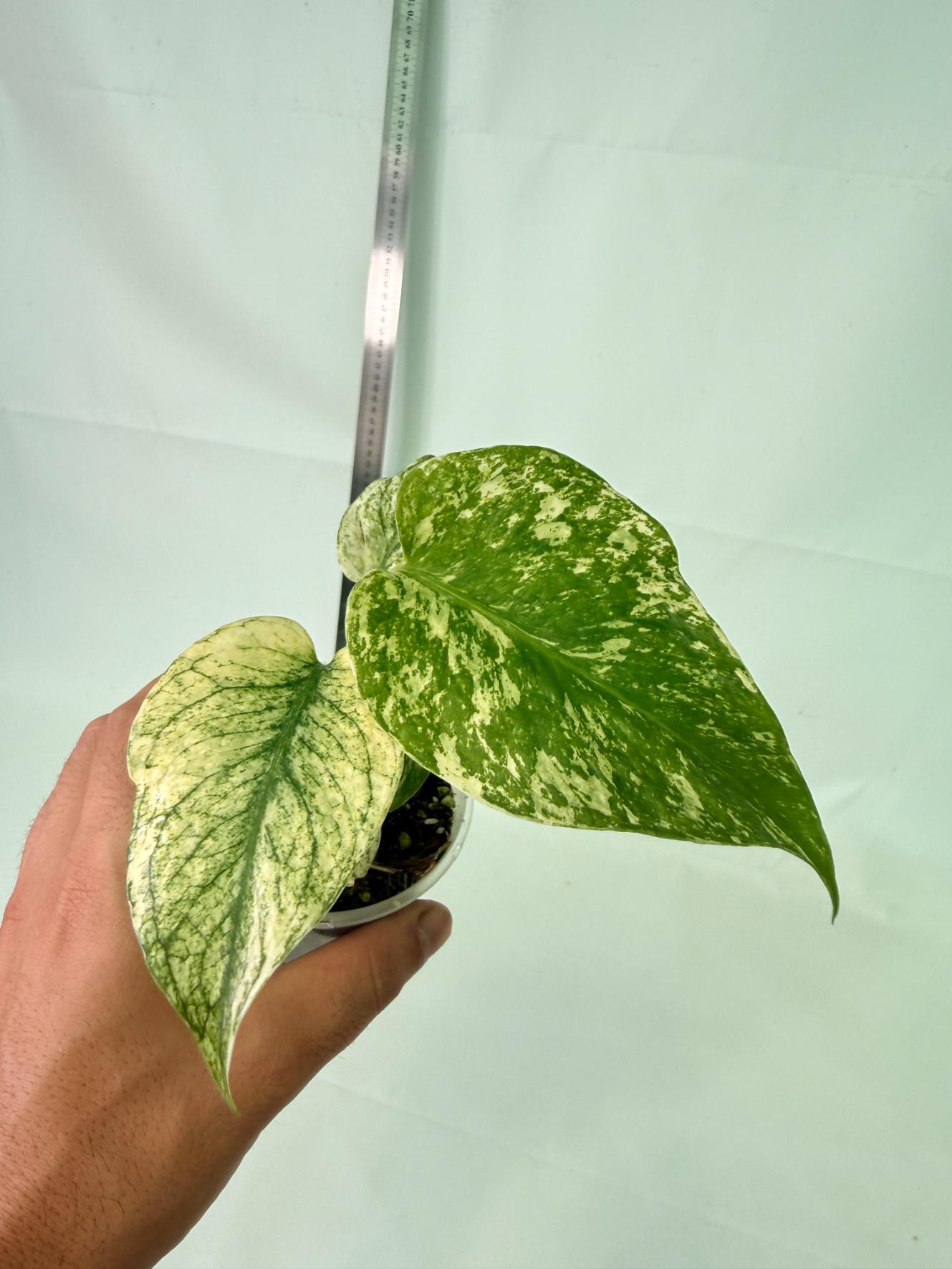 Monstera White Monster 7