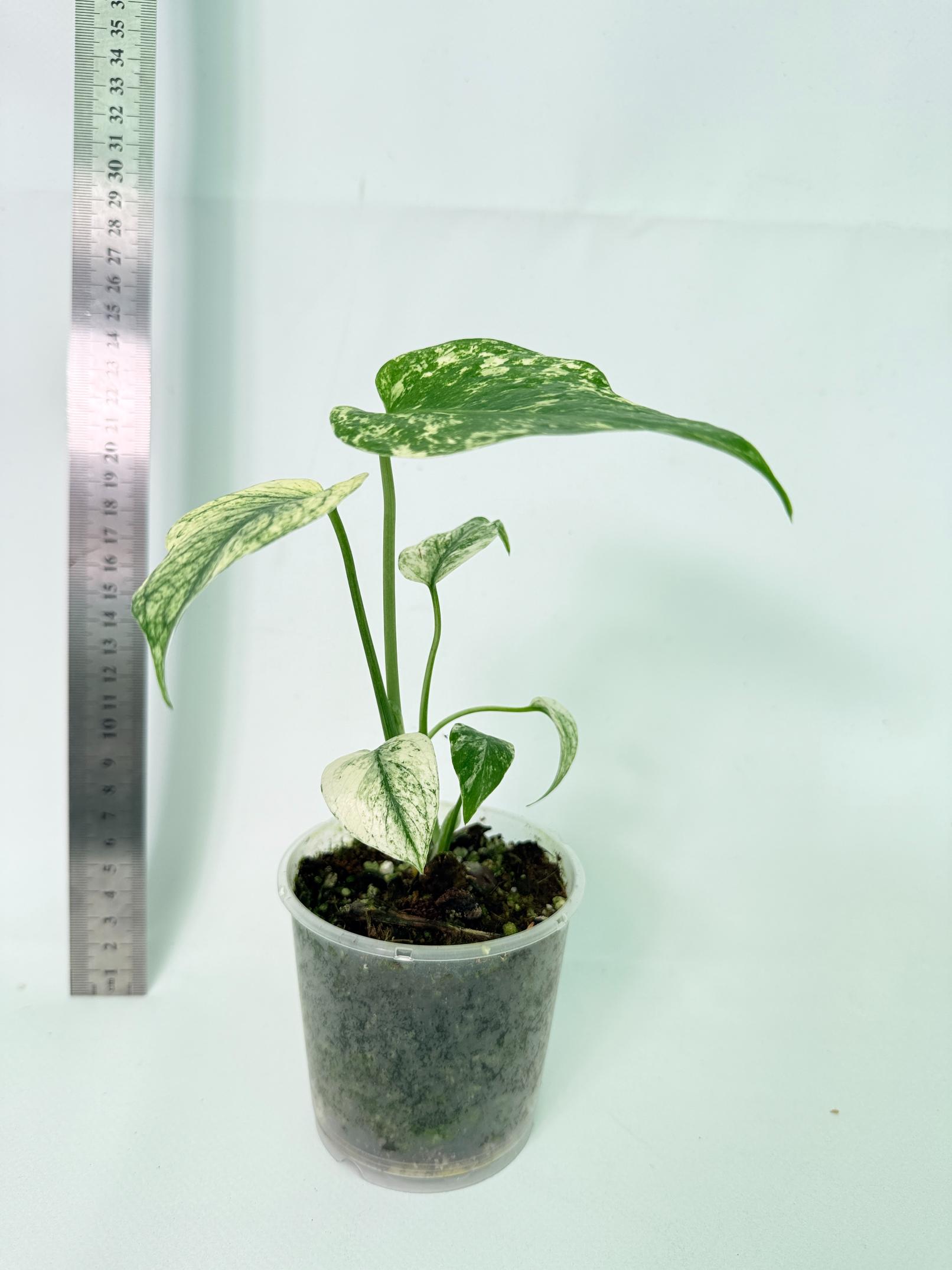 Monstera White Monster 5