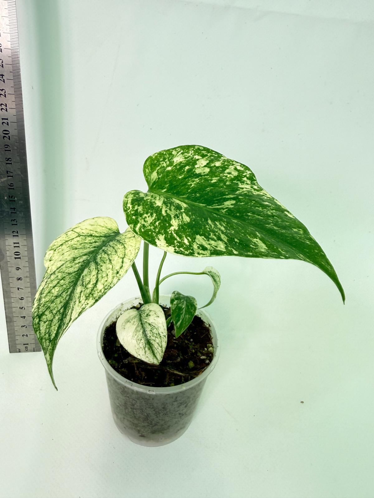 Monstera White Monster 1