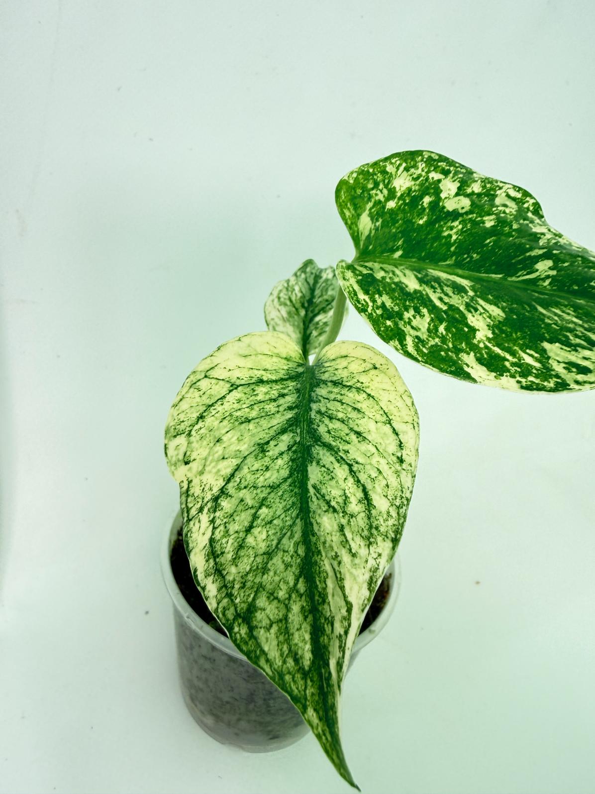 Monstera White Monster 6
