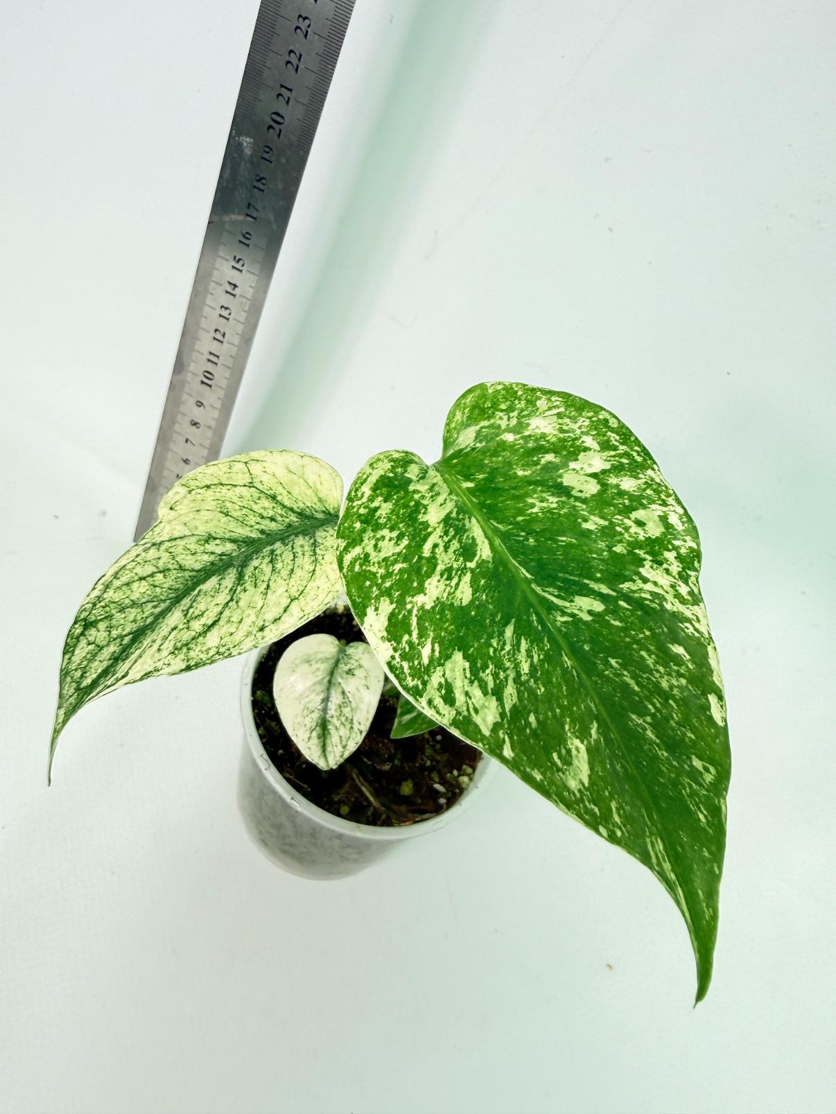 Monstera White Monster 3
