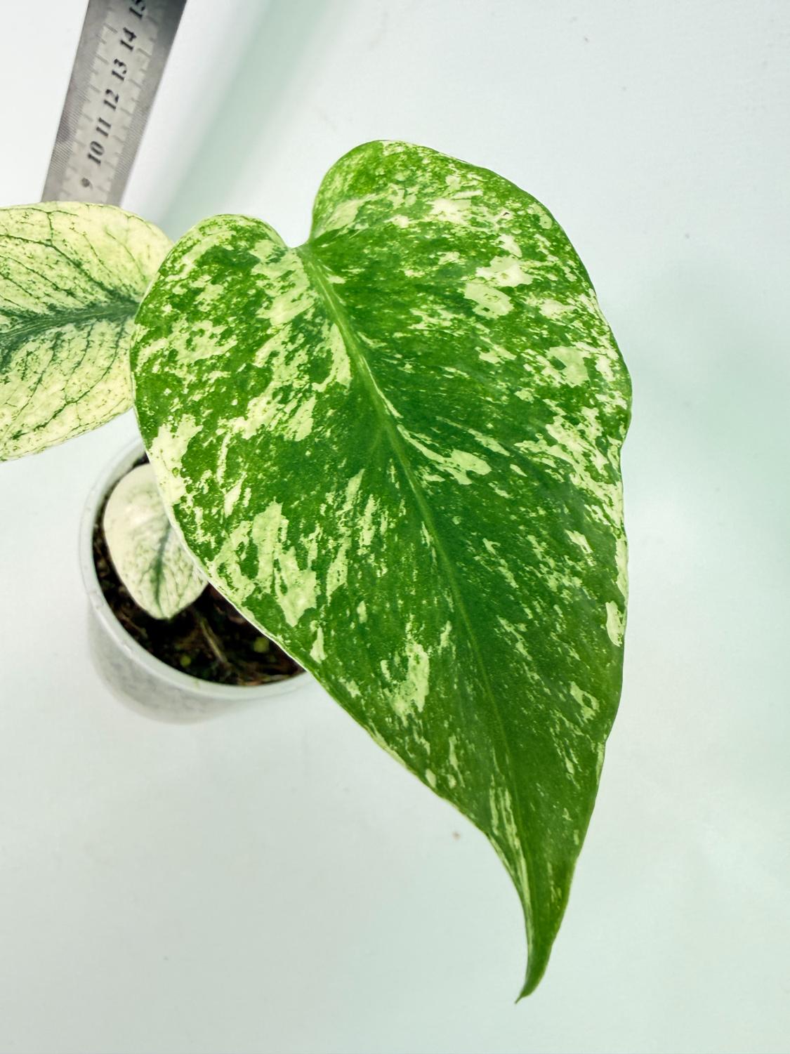 Monstera White Monster 8