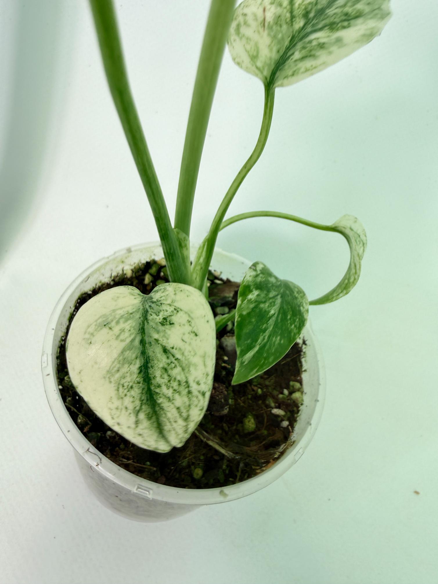 Monstera White Monster 9