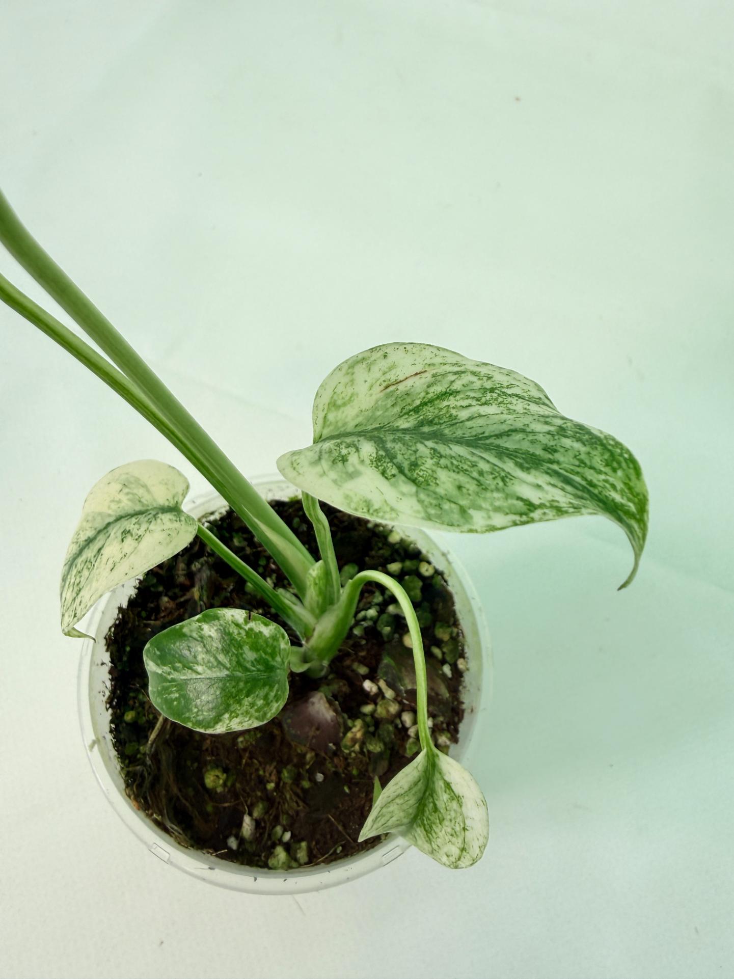 Monstera White Monster 10