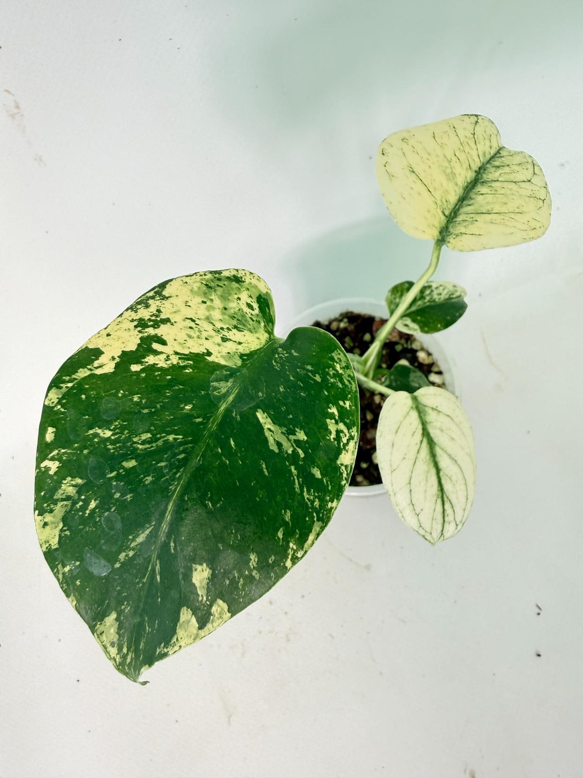 Monstera White Monster 09