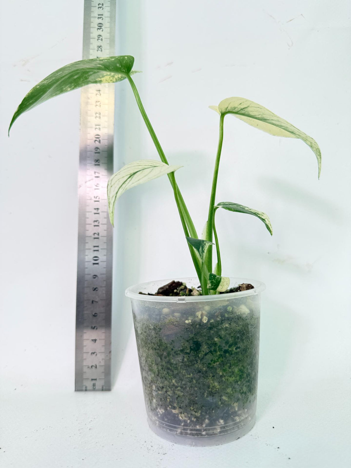 Monstera White Monster 03