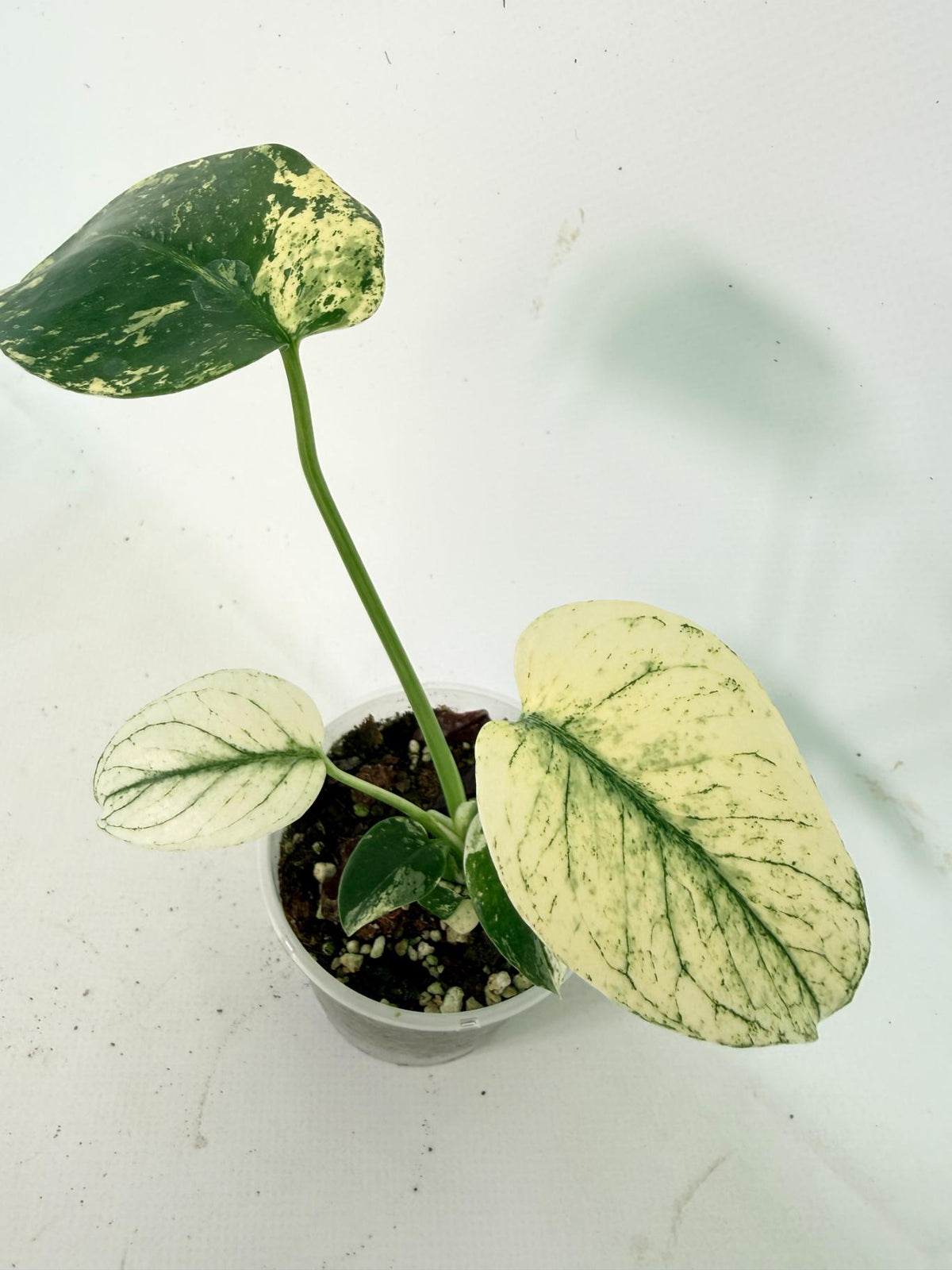 Monstera White Monster 04