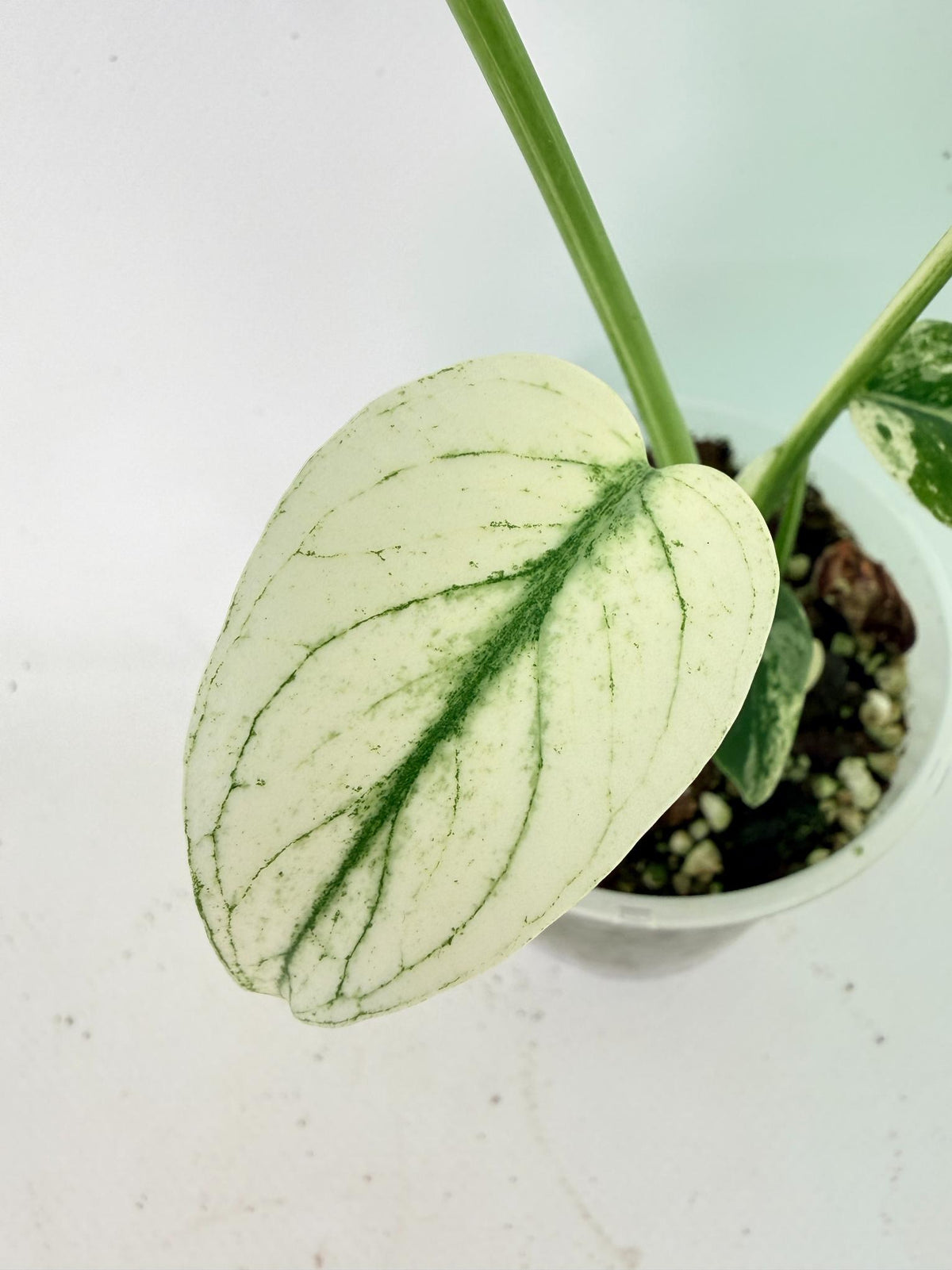 Monstera White Monster 05