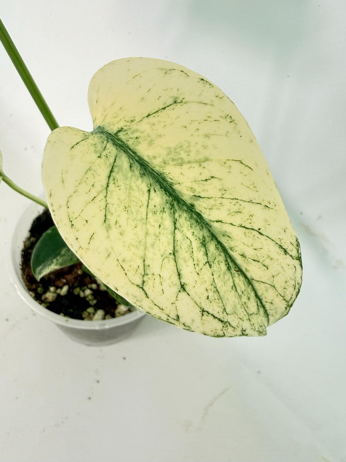Monstera White Monster 02