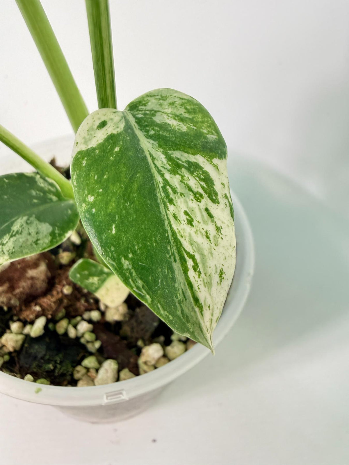 Monstera White Monster 06